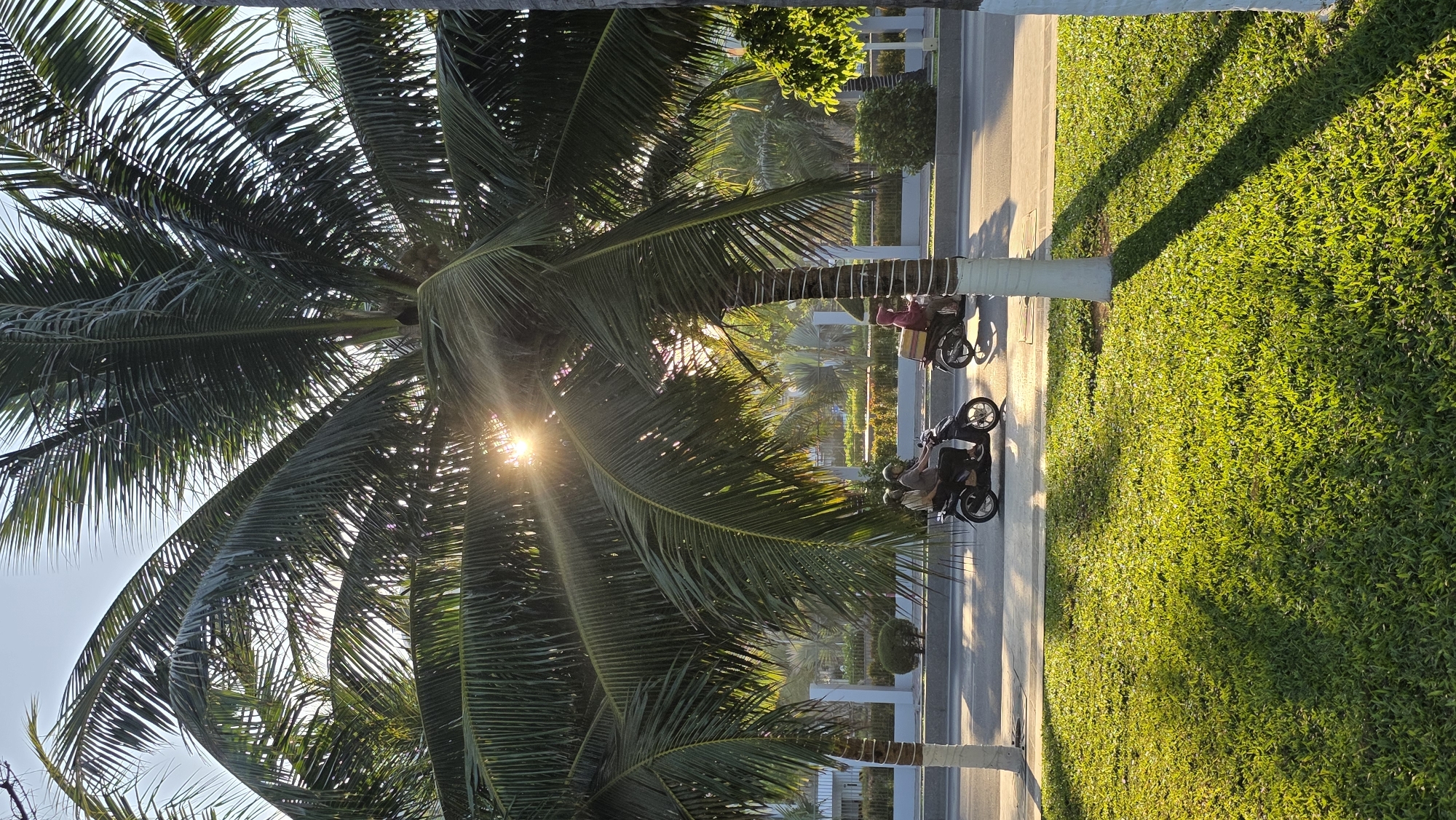 The image presents a vibrant tropical street scene, likely captured during late afternoon or sunset, as indicated by the warm, golden light and pronounced lens flare emanating from behind dense palm fronds. A large palm tree, possibly a coconut palm, dominates the left side of the frame with its expansive, dark green fronds partially silhouetted against the bright sky, creating a striking sunburst effect.
Below the canopy of the palm trees, a paved pathway or road runs horizontally, bordered on the right by a meticulously maintained, bright green lawn. Long shadows stretch across the grass, cast by unseen objects or trees, reinforcing the low angle of the sun. Along the paved path, several white-painted tree trunks or decorative posts are visible.
Two individuals are seen on scooters or motorbikes on the pathway. Closer to the viewer, a person wearing a light-colored top and a helmet sits on a dark-colored scooter, facing away from the camera. Further down the path, another individual on a scooter is partially obscured by palm fronds and other foliage. One of the scooters has a rear storage box or basket.
The scene depicts a calm, everyday moment in a sunny, warm climate. The lush greenery and tropical trees, combined with the presence of scooters, are characteristic of the provided location context: Nha Trang Ward, Vietnam. There is no visible text in the image.