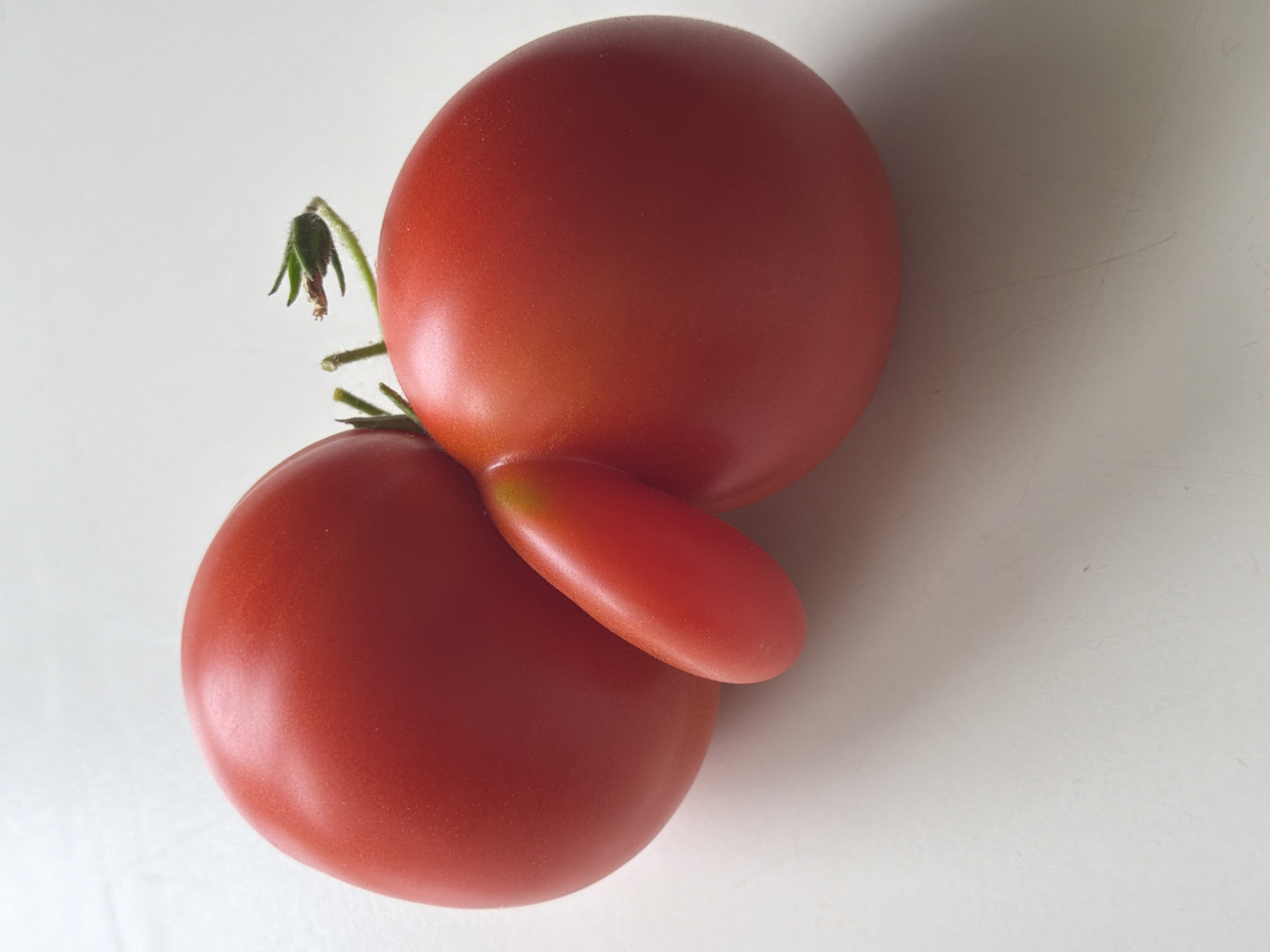 Two red tomatoes are connected on a white surface. The larger tomato is on the left, and a smaller, oblong tomato is attached to its side, appearing to grow out of it. A green stem with a small bud is visible at the top. The lighting creates soft shadows on the surface. There are no people or any indication of a city, including Aespa, Estonia.