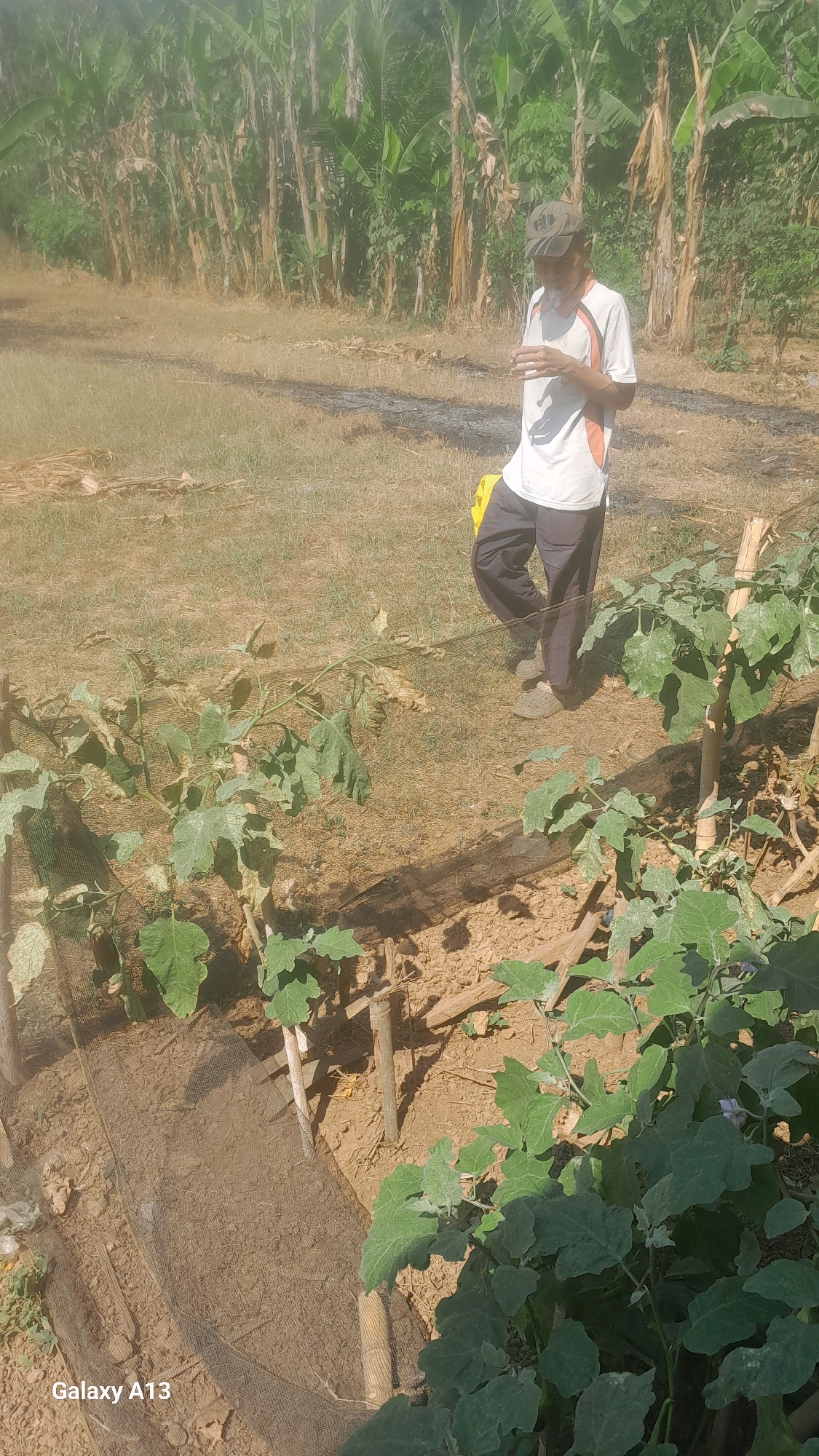 A man stands in a field with rows of eggplant plants, some of which appear to be struggling. He is wearing a white t-shirt with orange accents, dark pants, a cap, and sandals. He is holding a cigarette in his right hand. A yellow bag is visible on the ground near him. The background consists of dry grass and a dense grove of banana trees. The soil is brown and dry, with some evidence of ash on the ground. A fine mesh netting is present around some of the plants. The scene appears to be outdoors in a rural or agricultural setting. The location is identified as Hadipolo, Indonesia.