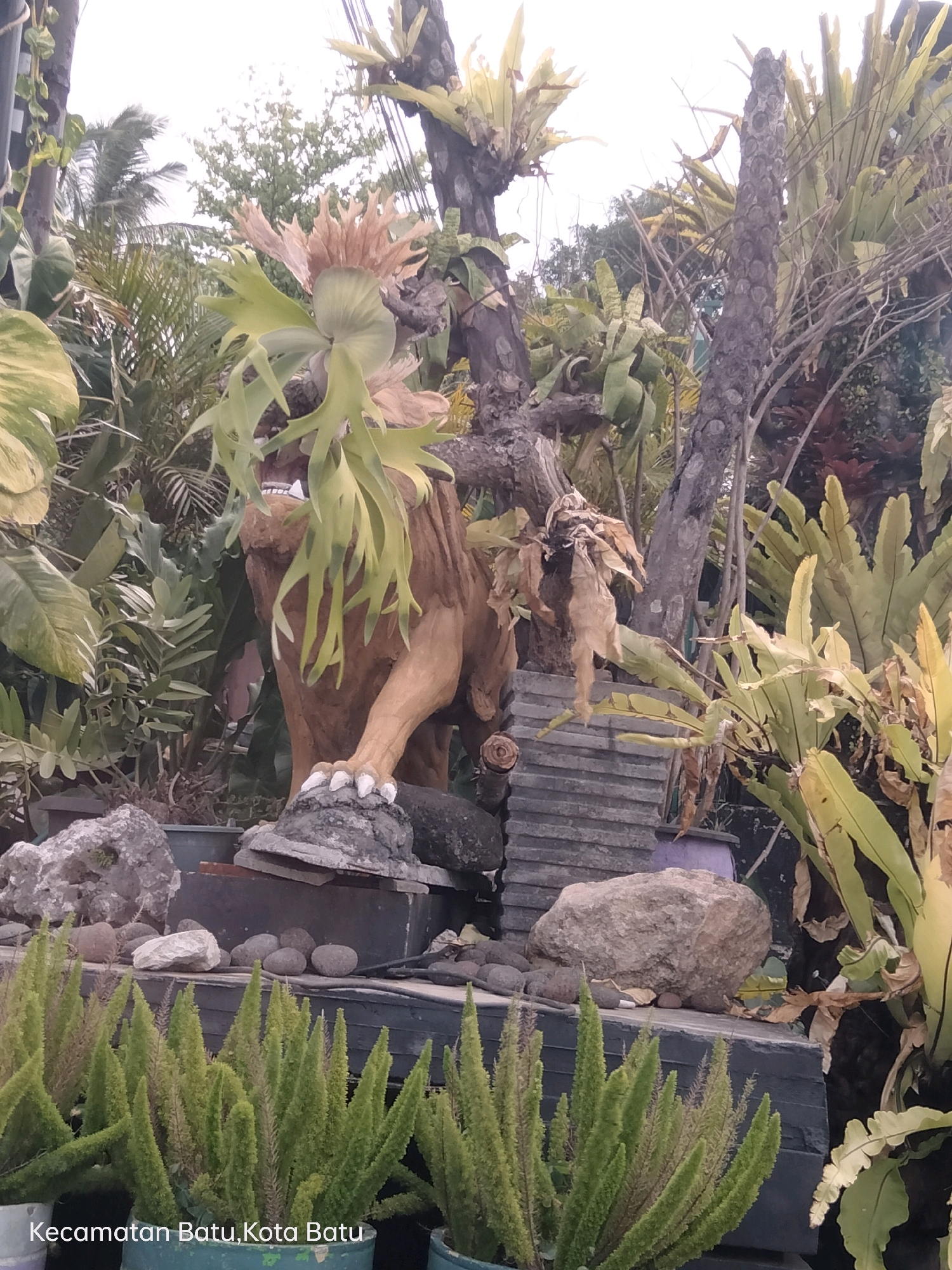 In Batu, Indonesia, a garden display features a lion statue with a gaping mouth, its head partially obscured by light green, antler-like plants. The statue is positioned on a dark platform, with its front paw resting on a gray rock. Behind the statue, a large, dead tree trunk stands prominently, adorned with various ferns and other foliage. To the right of the statue, a cluster of yellowing ferns is visible, some with dried brown leaves. In the foreground, two green potted plants with spiky, green leaves are partially in view. The text "Kecamatan Batu, Kota Batu" is visible in the lower left corner of the image, indicating the location within Batu City. The overall scene depicts an outdoor garden with a decorative element and abundant plant life.