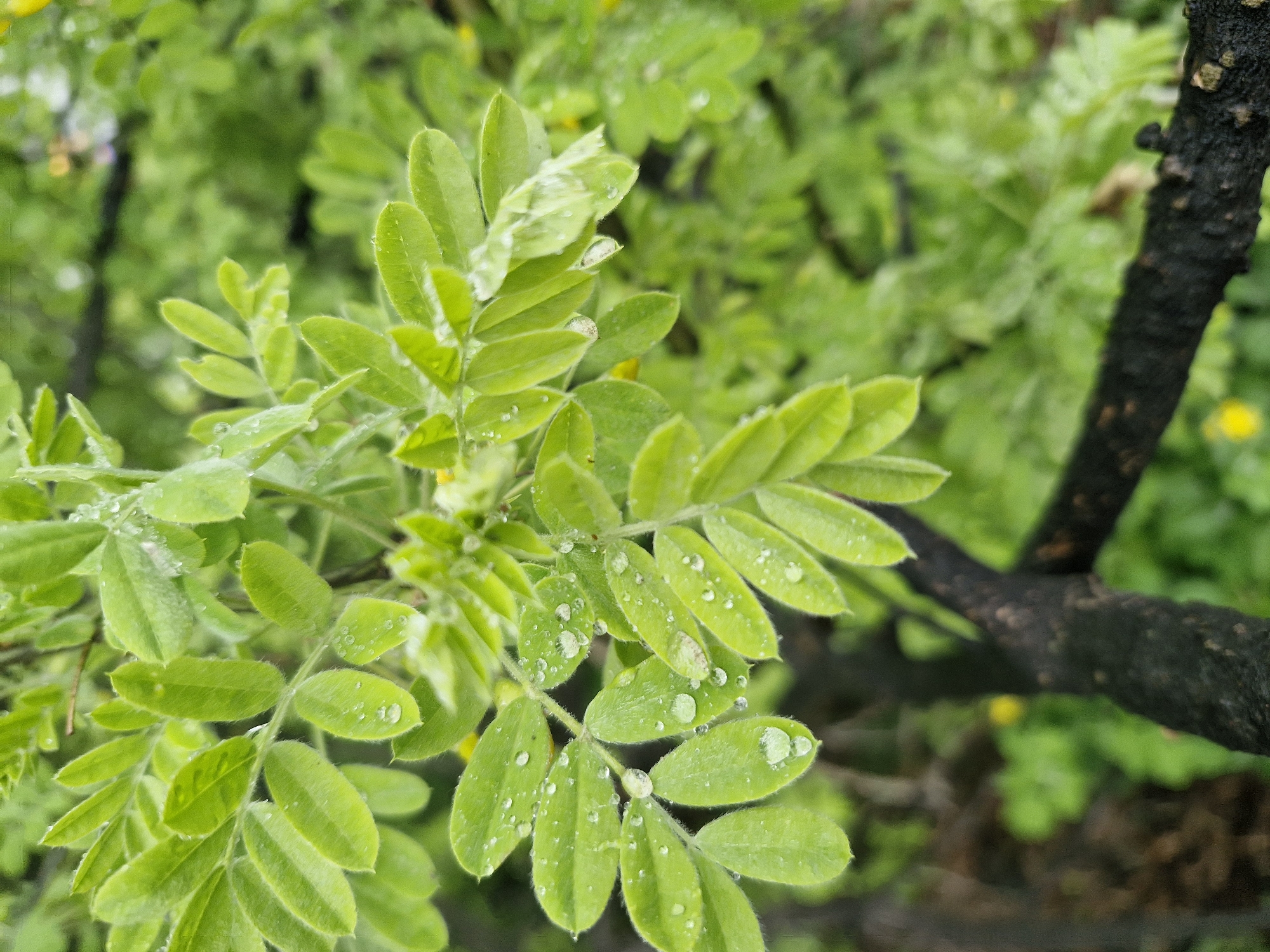 The image shows a close-up of green leaves with water droplets, likely after a rain. The leaves appear to be part of a bush or small tree, with a dark, possibly burnt or aged branch visible in the background. The location is Yekaterinburg, Russia. Specific city details are not evident from the image. No people are visible.
