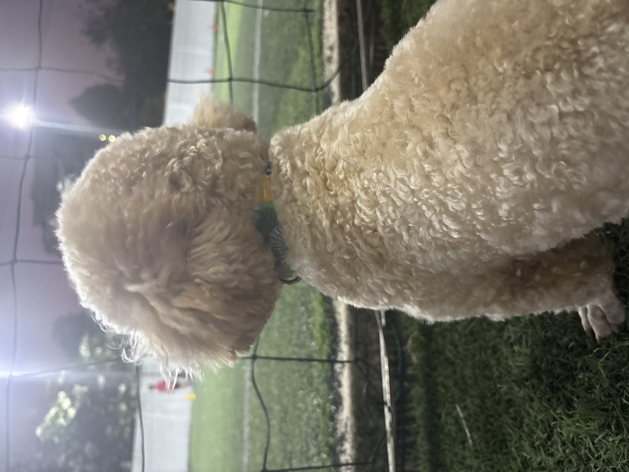 A cream-colored poodle dog stands near a fence in Bắc Nha Trang, Vietnam. The dog is seen from the side, its head and body angled away from the viewer. The fence is made of dark wire mesh. Beyond the fence is a green, grassy area with lighting fixtures, suggesting a sports field or park. The background is blurred, with hints of trees and possibly buildings. The lighting suggests it is night or dusk.
