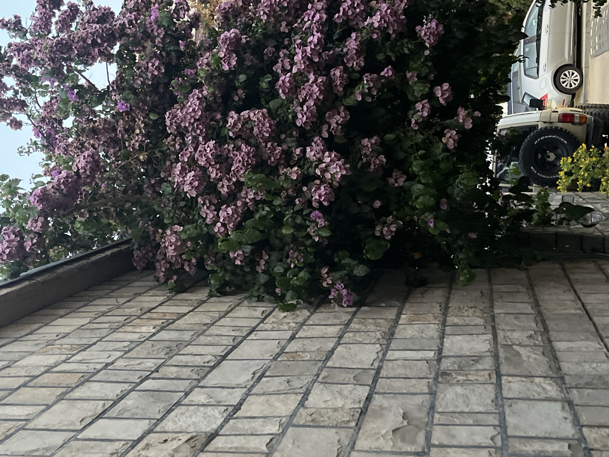 In the city of Budva, Montenegro, a stone wall runs along a street where a vehicle is parked. The wall is constructed of rectangular, light-colored stones with dark grout lines, laid in a horizontal pattern. Growing up and over the wall is a dense bush with numerous clusters of small, purplish-pink flowers and dark green leaves. Part of a cream-colored SUV is visible on the right side of the image, parked on a paved surface. Behind the SUV, a silver hatchback car is also visible, with its front end facing away from the camera. The sky is overcast, suggesting it may be early morning or late afternoon.