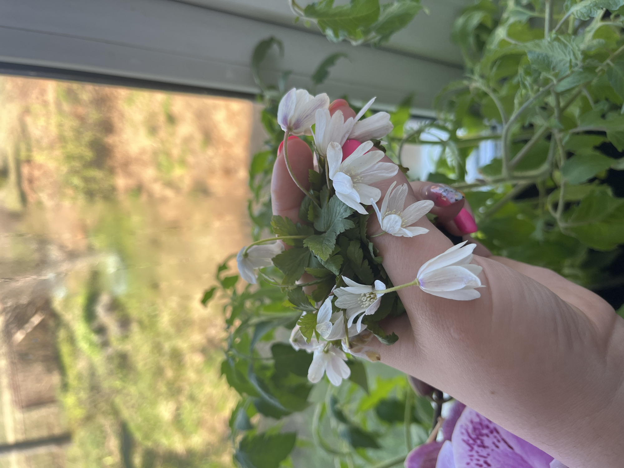 A hand holds a small bouquet of white flowers with green leaves, likely in Сосново, Russia, given the query context. The hand has pink nail polish on some of the fingers. Behind the hand, there are green plants. Through a window on the left side of the image, there is a view of trees. Another flower with purple petals is visible in the bottom corner.