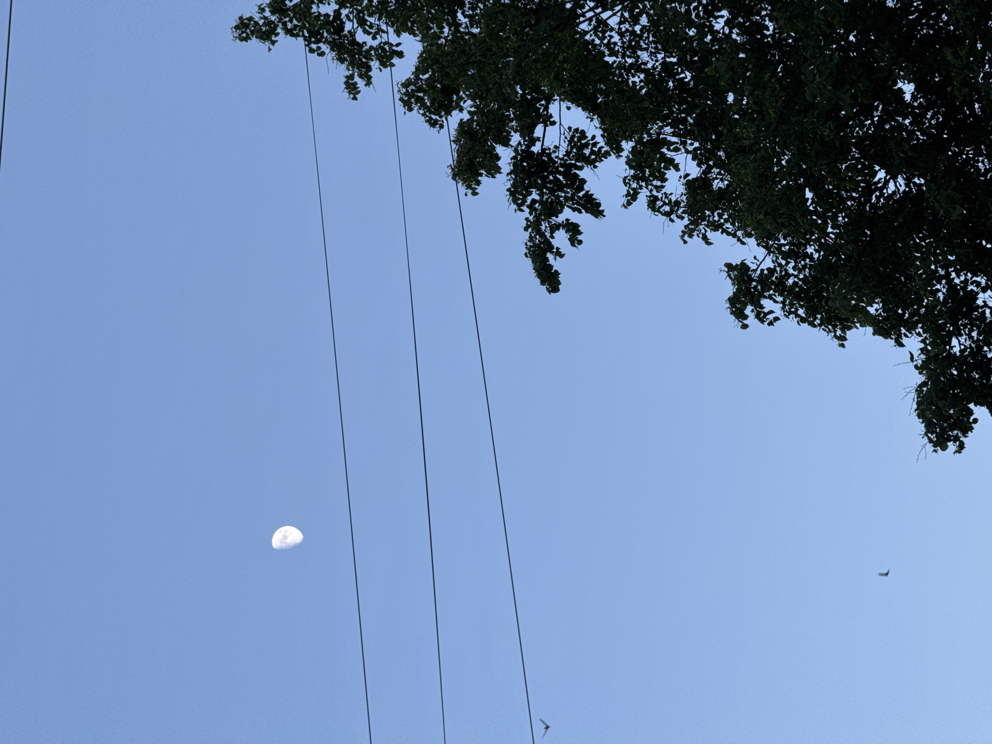 The image shows a low-angle view of the sky. In the upper right corner are dark green leaves and branches of a tree. Three vertical power lines run from the top toward the bottom left. In the lower left quadrant is the moon. A small airplane is visible in the lower right corner. The sky is light blue. The location is Unknown, Unknown.