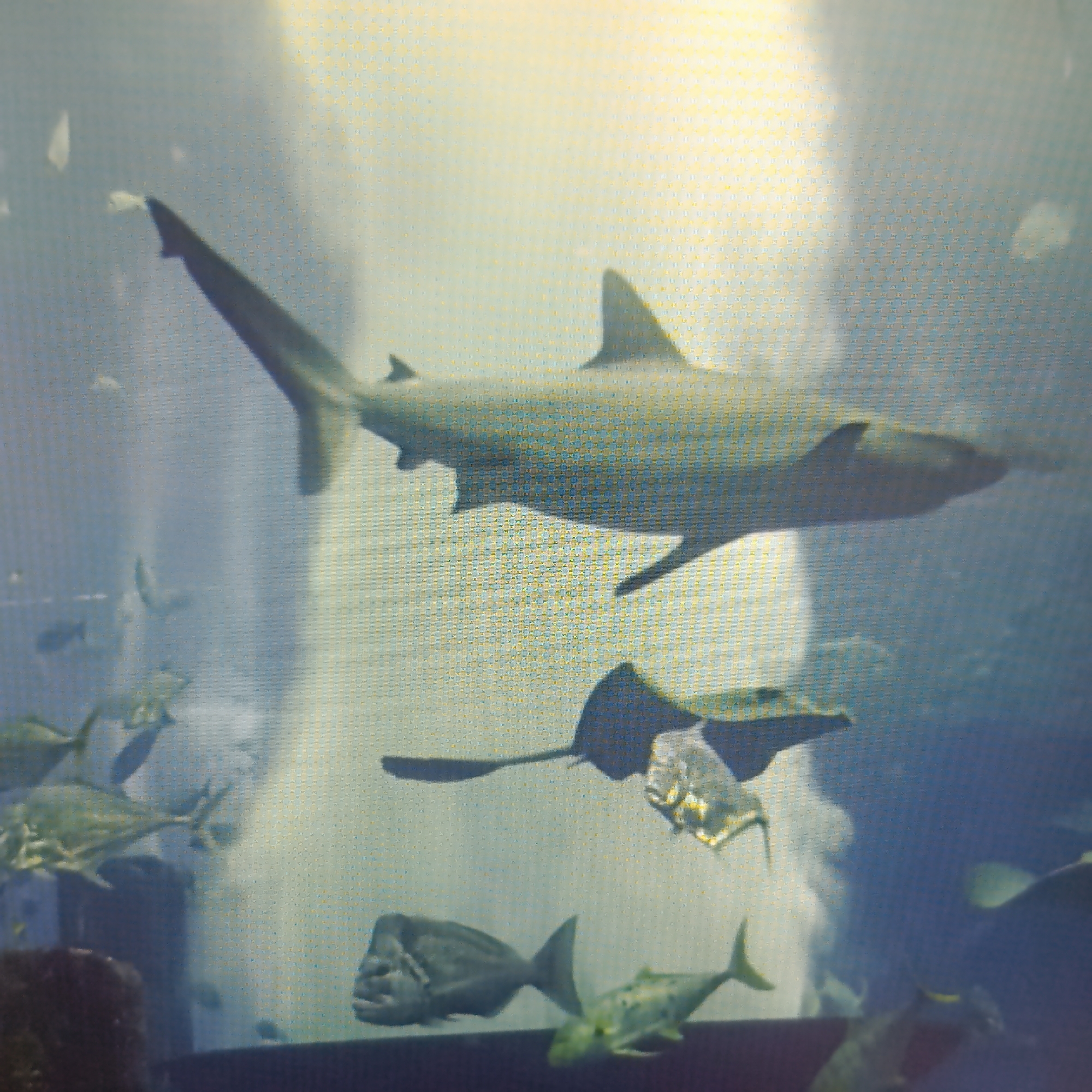 The image depicts an underwater scene, likely an aquarium, featuring several fish and a shark. A large shark with a pointed dorsal fin is prominent in the upper half of the frame, swimming from left to right. Below the shark, a stingray is partially visible, with its body extended and tail trailing. Further down, a school of smaller fish swims in unison. Two larger, distinct fish are closer to the bottom foreground: one with a prominent head and jaw, and another with a speckled body. The environment is dimly lit with a bright, hazy light source filtering from above and to the right, suggesting a filtered, artificial light common in aquarium settings. The background is a soft, blueish-grey blur, typical of water in an enclosure. The image quality is somewhat low, with visible pixelation. There are no people or any discernible elements that would connect this scene to the city of Dubăsari town council, Moldova.