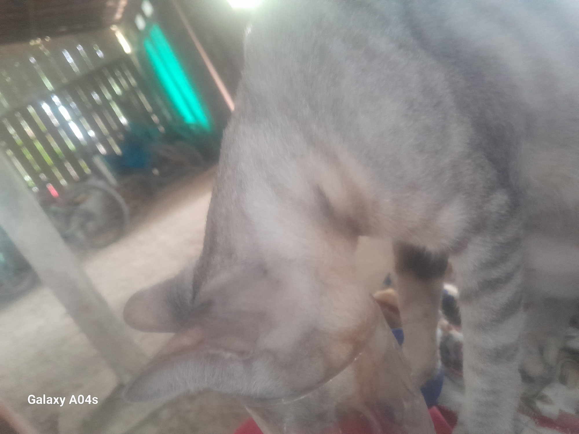 The image is a close-up, blurry, indoor shot of a grey tabby cat drinking from a clear container. The cat's head is lowered into the container, and its body is mostly visible, showing its fur pattern and striped tail. In the background, there appears to be some sort of structure with vertical wooden slats and a bright green object, possibly a tarp or cloth. The lighting is dim, with some glare. The text "Galaxy A04s" is visible in the lower left corner, indicating the phone used to take the photo. No specific location in Pilangpayung, Indonesia, can be determined from the image.
