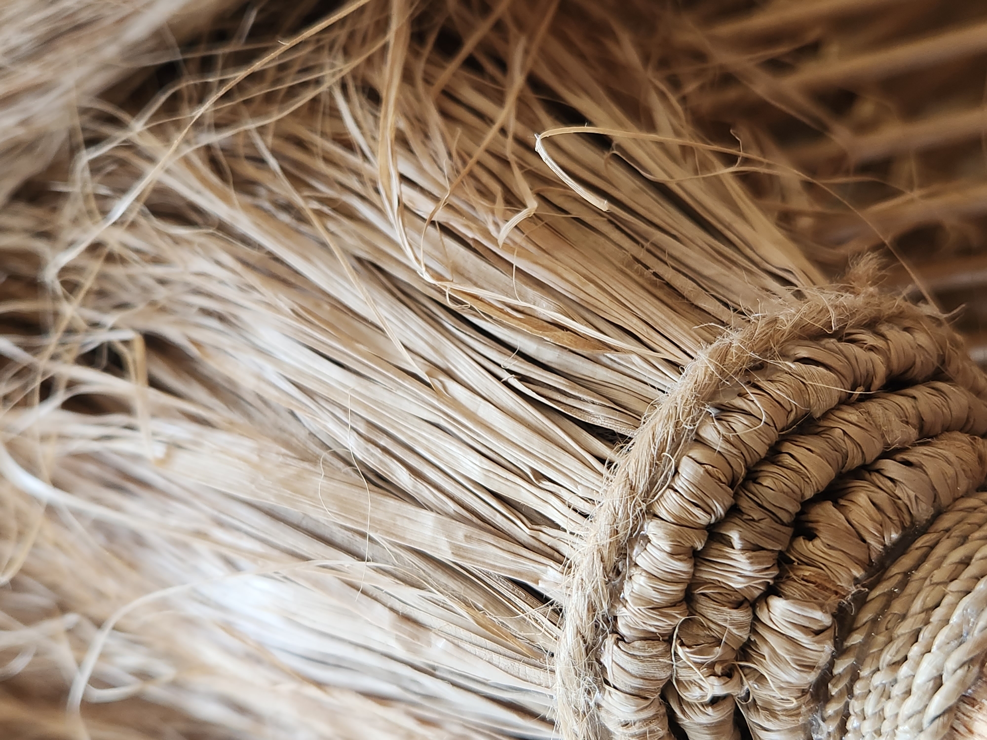 The image is a close-up, macro photograph of a bundle of straw or dried plant material that has been bound together with rope. The straw is light brown and appears dry and brittle, with many individual strands fanned out. The rope used to bind the bundle is also made of natural fibers, likely jute or hemp, and is tightly woven, creating a thick, textured band around the straw. The rope has a slightly rough and frayed appearance. The background is out of focus and appears to be a continuation of the straw material, suggesting that this bundle is part of a larger collection or a natural setting. The lighting is soft, highlighting the textures of the straw and rope. There is no text visible in the image. The scene is still and there is no discernible activity taking place, other than the visual representation of the bound straw. The focus is entirely on the intricate details and textures of the natural materials. The location context provided (Maitland, United States of America) does not offer specific visual cues within the image itself, but suggests a rural or natural environment where such materials might be found.