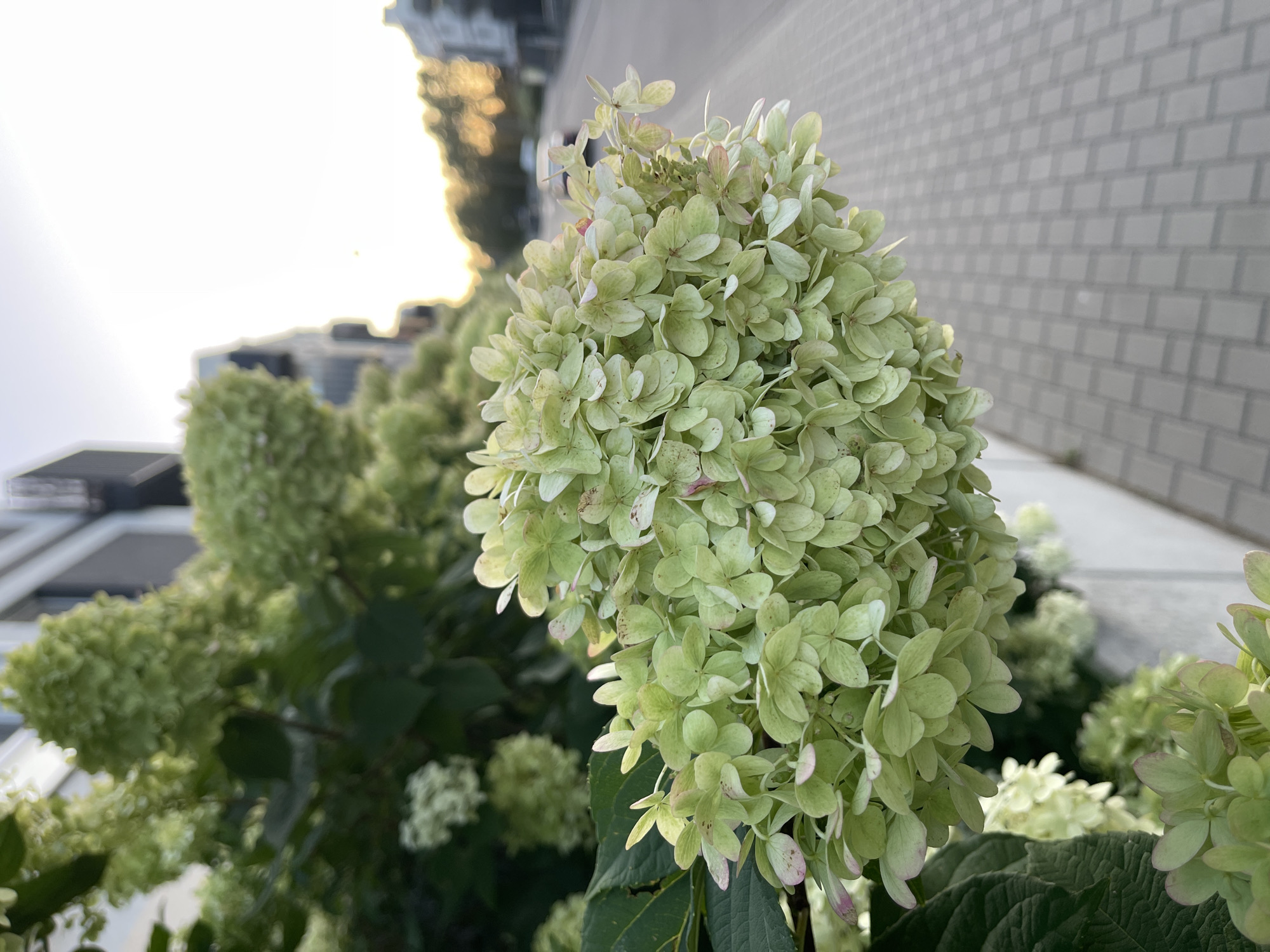 A close-up, eye-level shot focuses on a large, light green hydrangea bloom in the foreground, its delicate petals tinged with pink and speckled with reddish-brown spots. Behind it, more hydrangea blooms and dark green leaves fill the upper left portion of the frame. To the right of the flower, a paved sidewalk with rectangular gray pavers recedes into the background, bordered by a low concrete wall. Beyond the sidewalk, a street is visible with blurred cars and trees lining the distant horizon, bathed in the warm, soft light of what appears to be sunset. In the far background, blurred buildings with dark facades stand against a bright, hazy sky. The overall scene suggests an urban environment in Warsaw, Poland, likely a park or a street lined with decorative plantings.