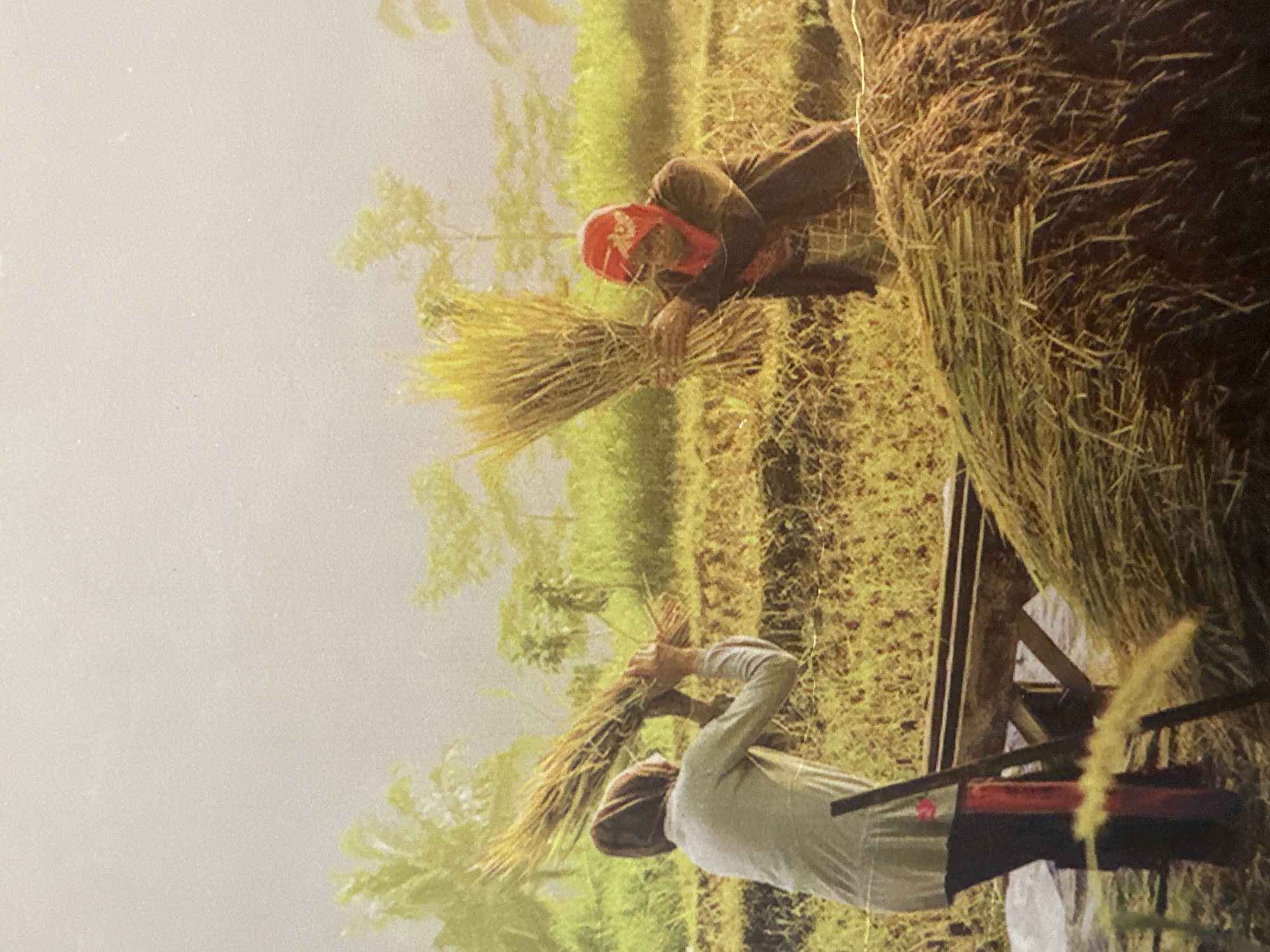 Two individuals are working in a rural setting, likely a rice field, under a bright, hazy sky. The person on the left, viewed from behind, wears a light-colored long-sleeved shirt and dark pants with red accents. They are holding a large bundle of harvested rice stalks with both hands, positioned upwards. To their right, another person wearing a red head covering and a dark jacket is also holding a bundle of rice stalks. They appear to be in the process of threshing or bundling the crop. In the foreground, a substantial pile of dried rice stalks or straw is visible, suggesting the completion of some harvesting activity. Behind the individuals, a field of dry vegetation stretches into the background, with trees and foliage dimly visible through the atmospheric haze. A wooden structure, possibly a rack or drying area, is situated between the two people. The scene depicts agricultural labor in what is likely a warm climate, given the lighting and vegetation. The specific location in Xóm Khán, Vietnam, is not visually evident from the image itself but is provided as context.