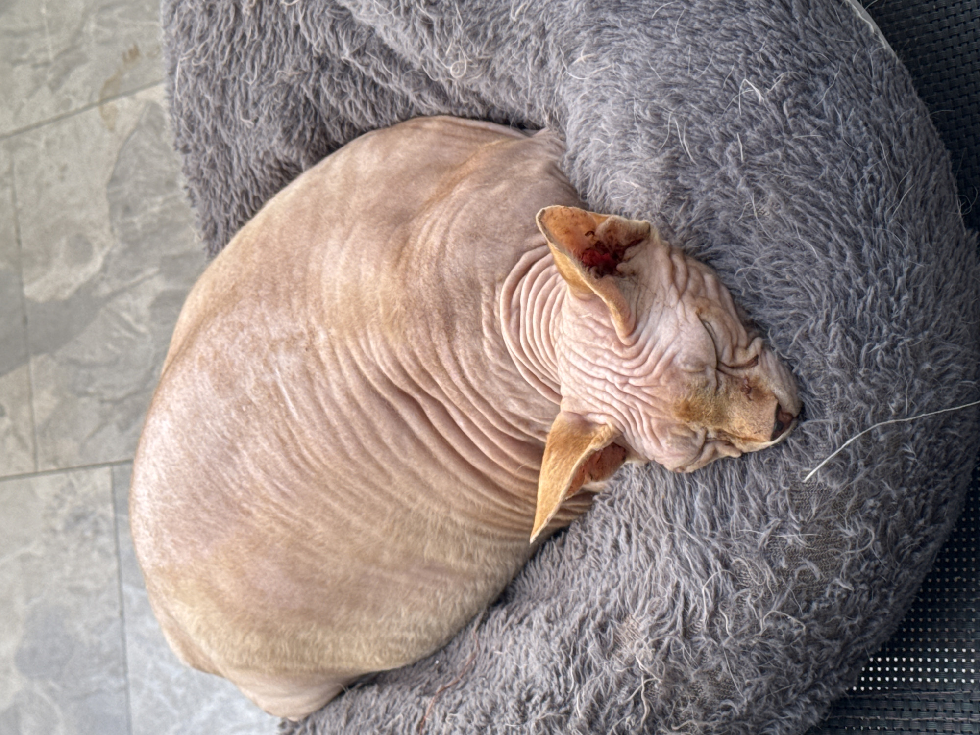 A Sphynx cat sleeps peacefully in a plush, grey cat bed. The cat's skin is wrinkled and pale pink, with faint orange markings around its ears and nose. Its eyes are closed, and its body is curled up snugly in the soft bedding. The cat bed is placed on a tiled floor, with some of the tiles visible in the background. The scene appears to be indoors, possibly in a home or a pet-friendly establishment. The lighting is soft and natural, suggesting a calm and relaxed atmosphere.