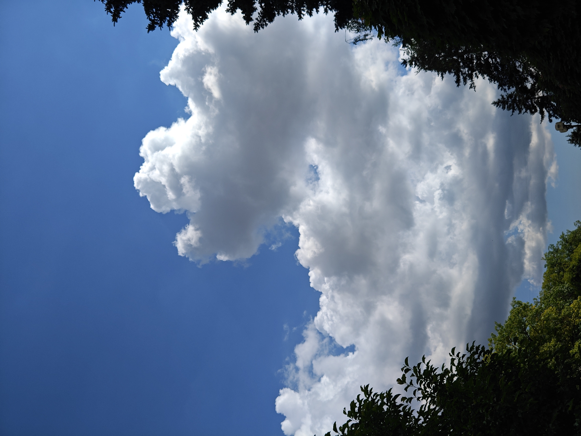 The image shows a sky filled with dramatic clouds, with the upper portion dominated by a vibrant blue sky. Large, fluffy white clouds are clustered towards the center and right of the frame, appearing to be illuminated by sunlight. Towards the bottom of the image, darker, grayer clouds suggest a more overcast or approaching weather system. Silhouetted against the sky are the dark green canopies of trees on the left and right edges of the frame. The trees on the left appear to be deciduous, with broad leaves, while the trees on the right include coniferous trees with a spiky silhouette. A lamppost is partially visible at the very bottom center of the image, suggesting an urban or park setting. The scene is an outdoor shot, likely taken on a day with dynamic cloud formations. There are no people or specific actions visible in the image.
