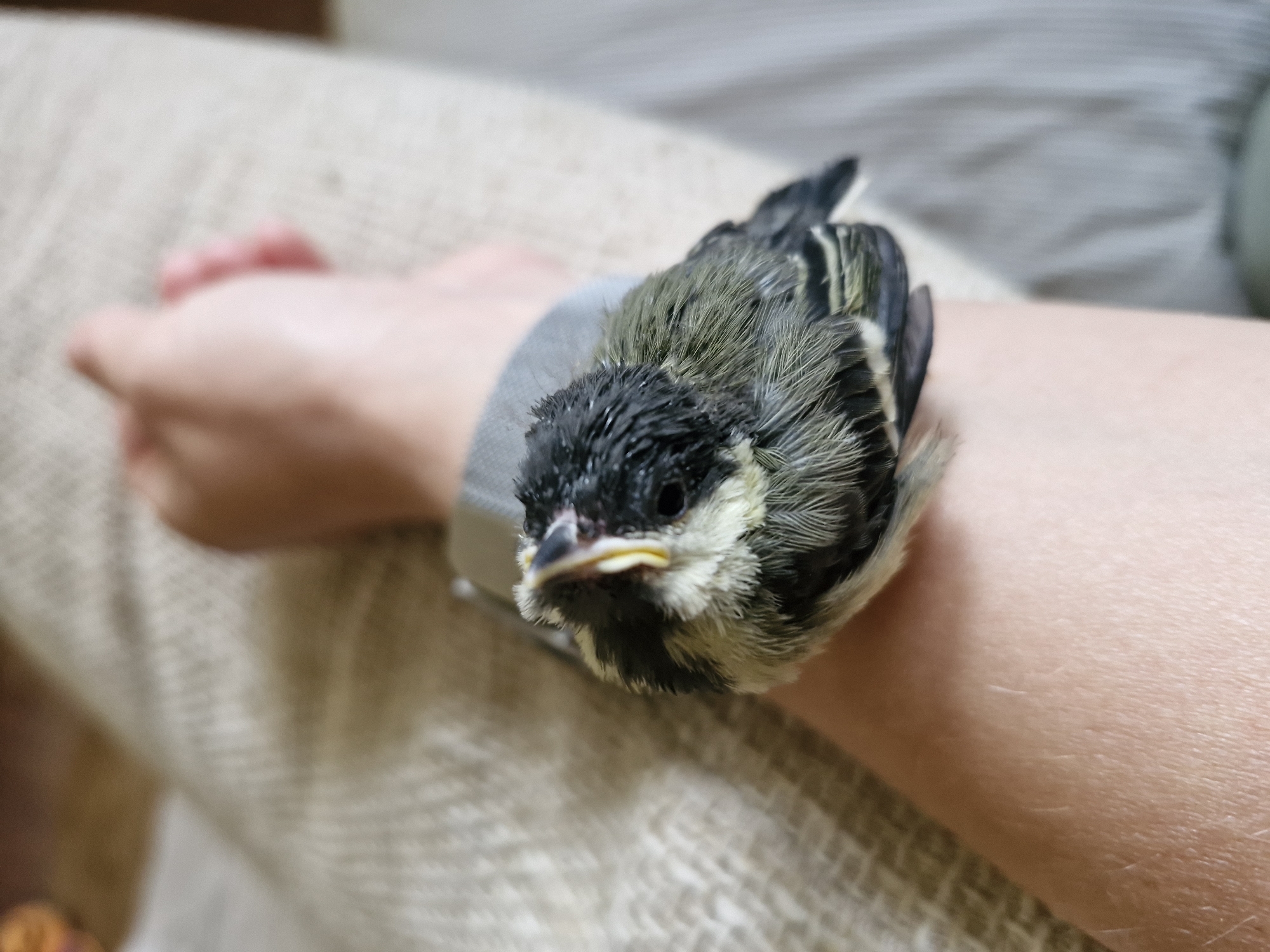 A young bird, possibly a titmouse, rests on an arm. The bird has black and white markings on its head and black and green feathers on its body. It appears to be nestled against a grey band around the arm. The arm is resting on a light-colored, textured surface, possibly a blanket or cushion. The background is blurred, but suggests an indoor environment.
