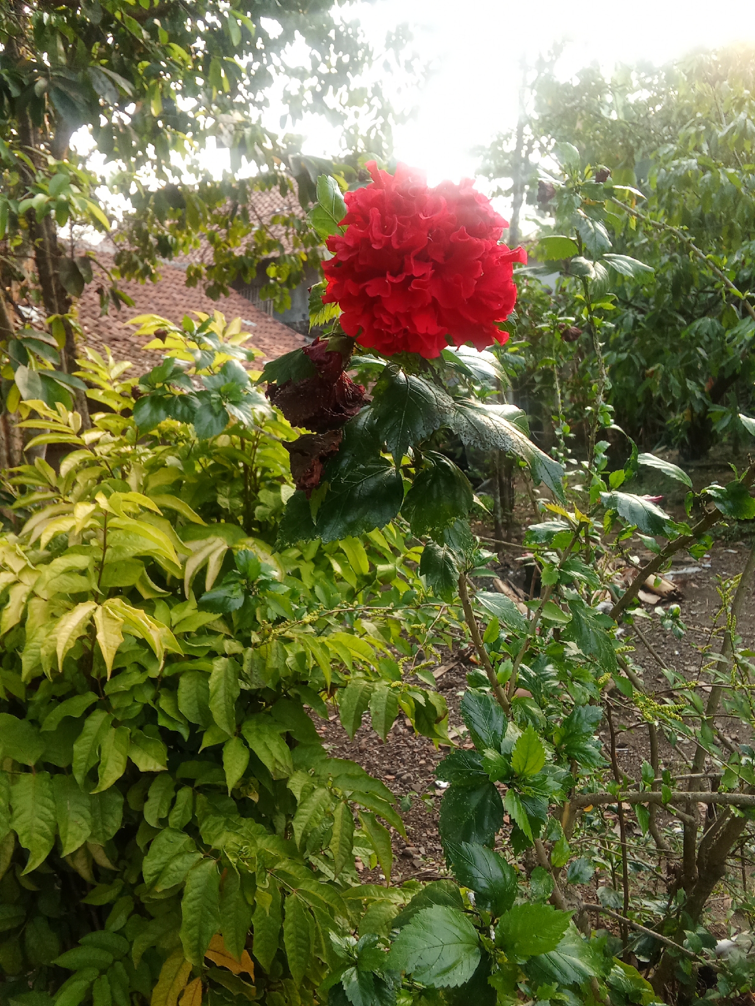 A fully bloomed, vibrant red double hibiscus flower stands prominently in the foreground of this outdoor image, its ruffled petals catching the warm, diffused sunlight. The hibiscus plant is situated amidst a lush, green garden environment. To the left, a shrub with bright, lime-green foliage provides a striking contrast to the red bloom. In the background, traditional Indonesian tile roofs of a house are visible, suggesting a residential setting in the city of Cempaka, Indonesia. The overall scene depicts a tranquil garden scene bathed in natural light, likely captured during the morning or late afternoon.
