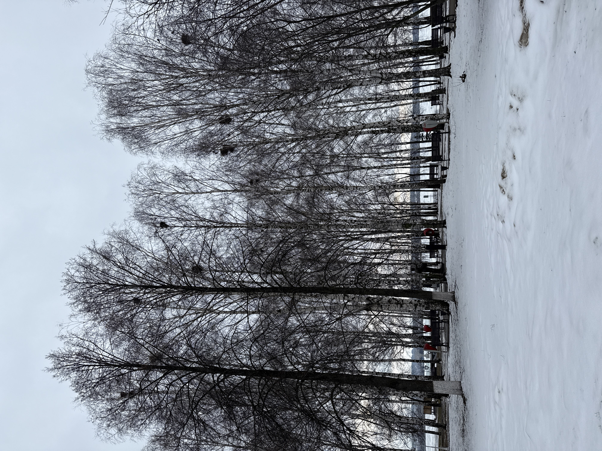 The image depicts a snow-covered park in Votkinsk, Russia, likely during winter. A row of leafless trees with distinct nests in their branches lines the edge of a snow-covered expanse. There are park benches placed intermittently along the tree line. Footprints are visible in the snow. The sky is overcast.