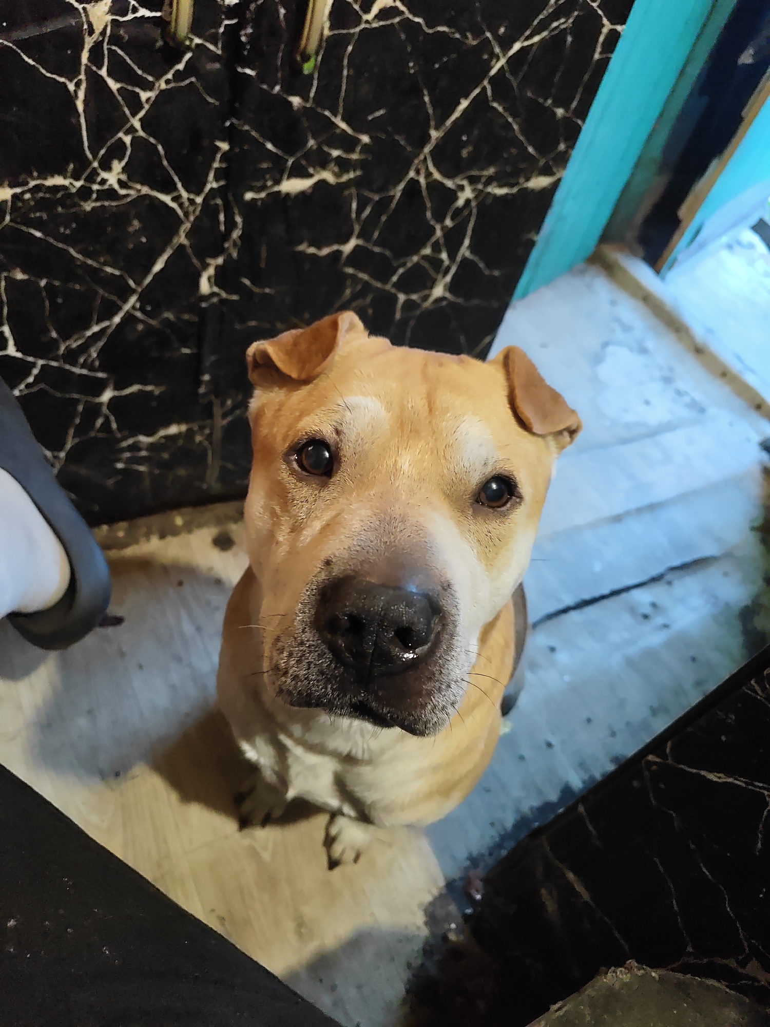 A tan-colored dog with dark brown eyes and floppy ears sits on a light-colored wooden floor. The dog is looking directly at the camera. In the background, a wall with a black and white marble-like pattern is visible. To the right of the dog, a light blue-colored doorway or frame is present. The lighting suggests an indoor environment. The image was taken in Kuzovkov, Russia.