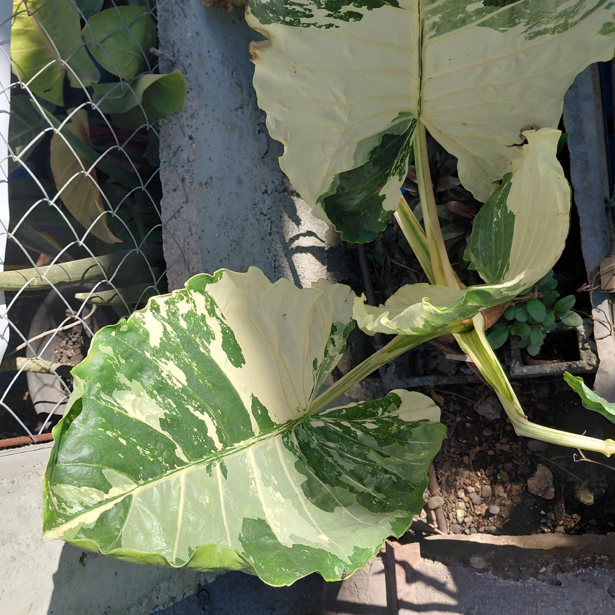 In Samal, Philippines, a close-up shot captures a variegated plant with large, heart-shaped leaves, predominantly white with striking green splotches and veins. The leaves exhibit a glossy texture and wavy edges. The plant is situated outdoors, possibly in a garden or nursery setting, with its base in dark soil mixed with small stones and gravel. In the background, a chain-link fence is visible, behind which more greenery and some vertical wooden or bamboo posts can be seen. The ground is uneven, with shadows cast by the plant and possibly surrounding structures, suggesting it is daytime with bright sunlight. A concrete planter or border is partially visible along the bottom and right sides of the frame, with another concrete element in the upper left corner. The overall impression is one of lush, tropical foliage in an outdoor environment.