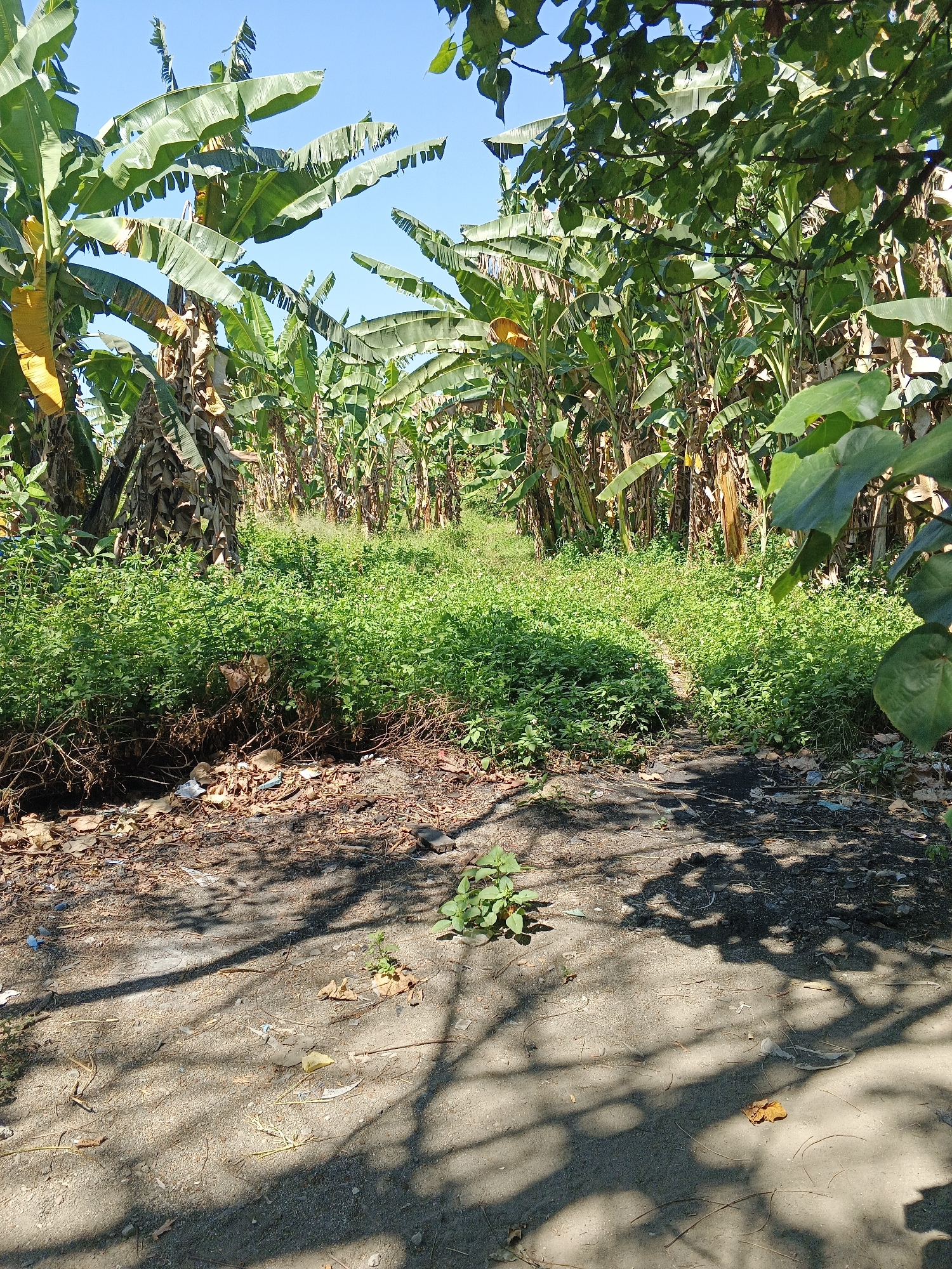 In Tambak Kemerakan, Indonesia, a path leads into a dense banana plantation under a clear blue sky. The foreground shows dry, dusty ground with scattered leaves and debris, intersected by the dappled shadows of unseen trees. To the left, a cluster of green weeds grows, with more debris visible. The middle ground is dominated by a thick carpet of lush green foliage, suggesting a low-lying area or an abundance of ground cover. The background is filled with towering banana trees, their broad leaves stretching towards the sky. Some banana stalks are visible, along with dried, hanging leaves. The scene is natural and appears to be an undeveloped or agricultural area within the city.