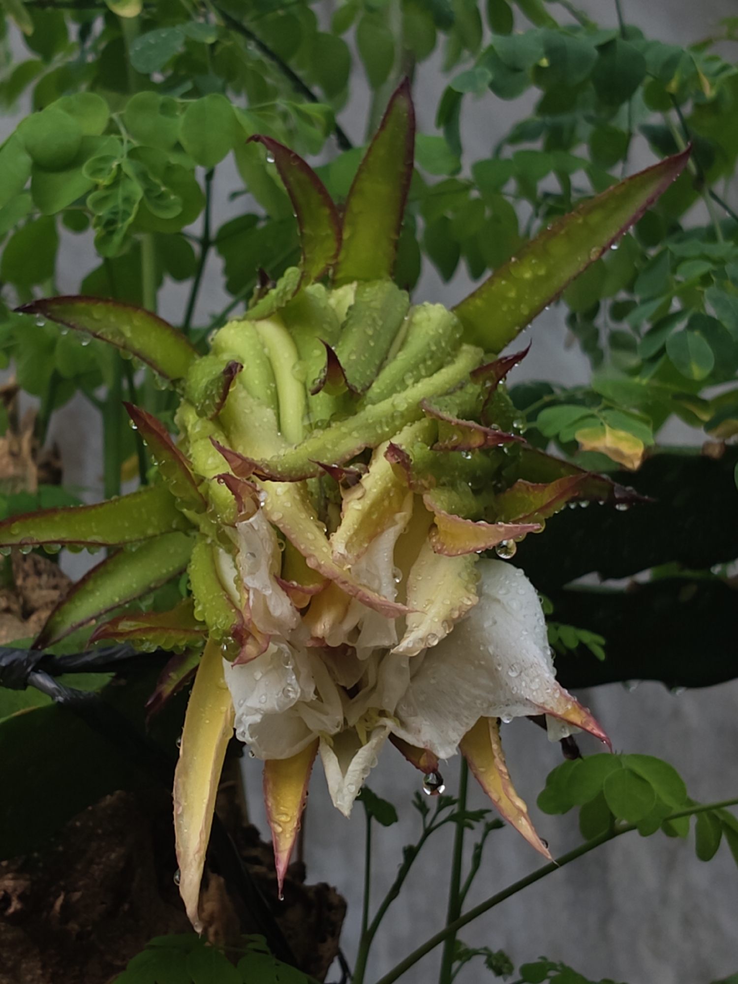 This is a close-up, eye-level shot of a dragon fruit flower bud and partially opened bloom, set against a blurred background of green foliage and a gray wall. Water droplets are visible on the petals and bracts of the flower, suggesting it may have rained recently. The flower bud is green with reddish-purple tips on its pointed bracts. The bloom itself has white petals and yellow accents, with some petals appearing wilted and edged in pink. The surrounding foliage consists of small, compound leaves. The scene appears to be outdoors, possibly in a garden or an agricultural setting. There are no people or animals in the image, and no specific details indicate a location in Ubitpayaitek, Indonesia.