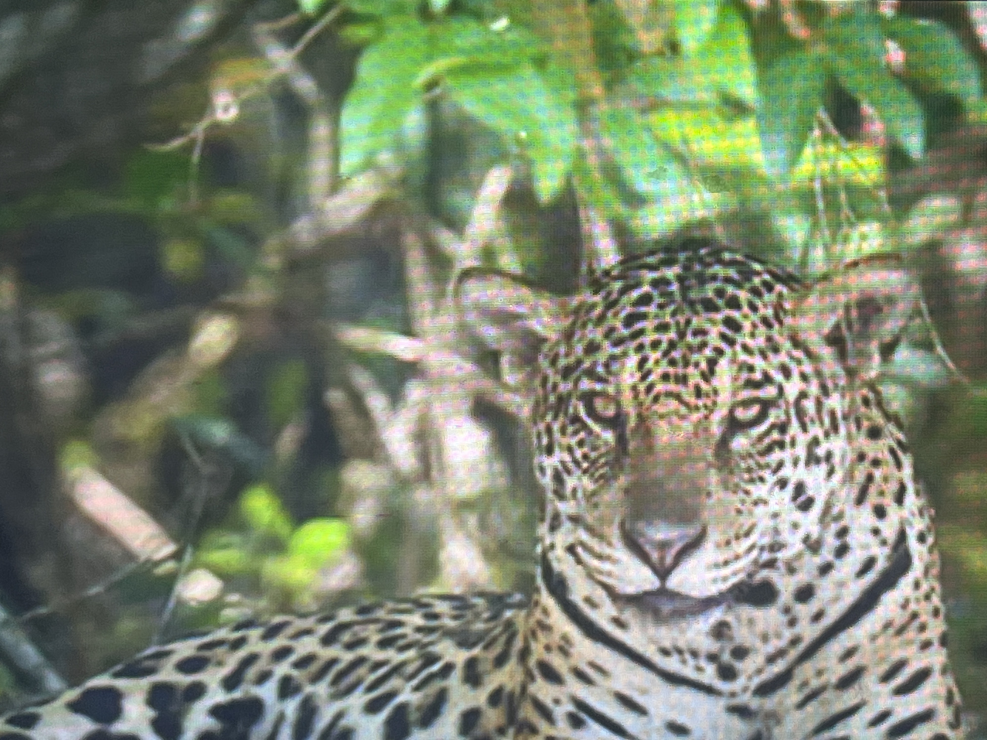 The image shows a close-up view of a jaguar's head and shoulder, partially obscured by foliage. The jaguar has a black and white spotted coat. Its face is turned downwards, and its eyes are closed or partially closed. The background consists of lush green leaves and branches, suggesting a natural, outdoor environment. The lighting is subdued, with some areas brighter than others, possibly indicating dappled sunlight. The overall impression is one of a wild animal in its habitat.