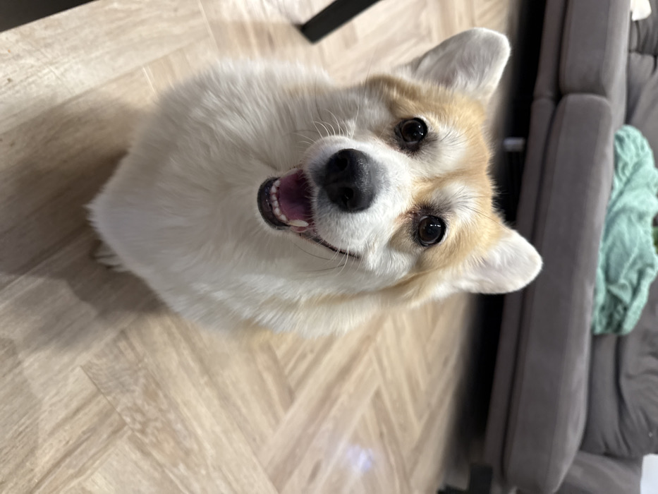 A tan and white Corgi dog gazes upward with its mouth open, revealing pink gums and white teeth. The dog's black nose and dark eyes are prominent. The dog sits on a light wood floor next to a grey sofa with a green blanket draped over it. The image is taken from a high-angle perspective, showcasing the dog's face and upper body.