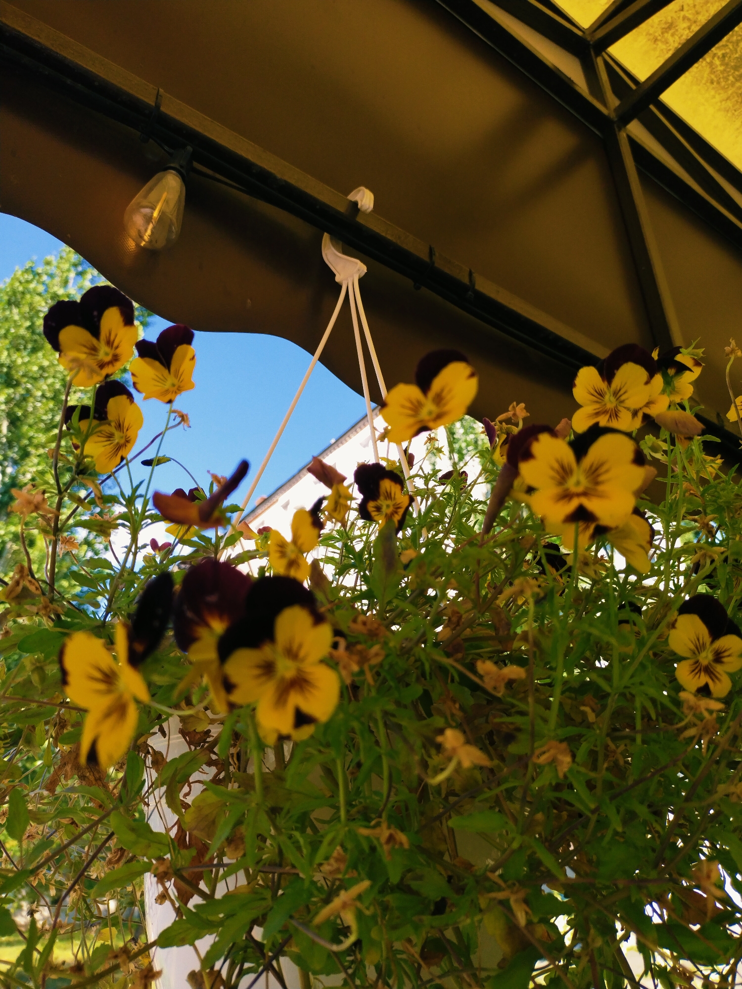 This is a medium shot, taken from a low angle, of a hanging basket of yellow and dark purple pansies. The flowers are in focus and fill the majority of the frame. Above the flowers, a dark brown awning casts a shadow, and a single, illuminated Edison-style lightbulb is visible, suggesting it might be evening or a shaded area. A hint of a yellow structure, possibly part of an awning or roof, is visible in the upper right corner. The background shows a bright blue sky with some green trees and a white building, indicating an outdoor setting. There is no visible text. The overall mood is bright and natural, with the flowers being the clear subject of interest. The location is Horishni Plavni, Ukraine.
