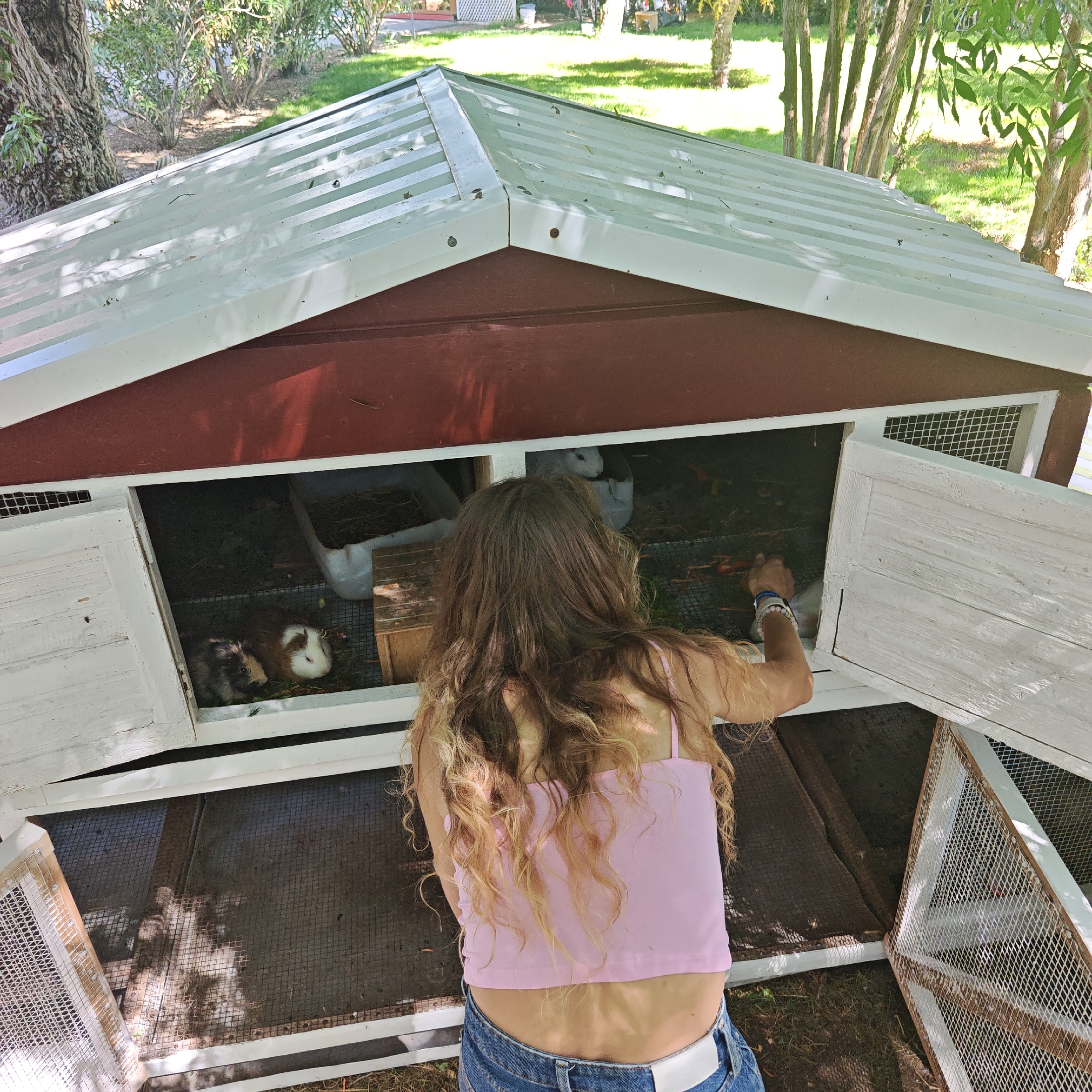 In the village of Mysivske, Ukraine, a young woman with long, wavy blonde hair, wearing a pink crop top and blue jeans, is tending to guinea pigs inside a white and burgundy outdoor hutch. The hutch has multiple compartments with wire mesh doors and a corrugated metal roof. Inside, several guinea pigs are visible, including one brown and black speckled guinea pig and another with white and brown markings. The woman's hand is reaching into one of the compartments, likely to provide food or interact with the animals. The hutch is situated on a grassy area, with trees and foliage visible in the background, suggesting a rural or suburban outdoor setting. The scene appears to be a typical domestic enclosure for small pets.
