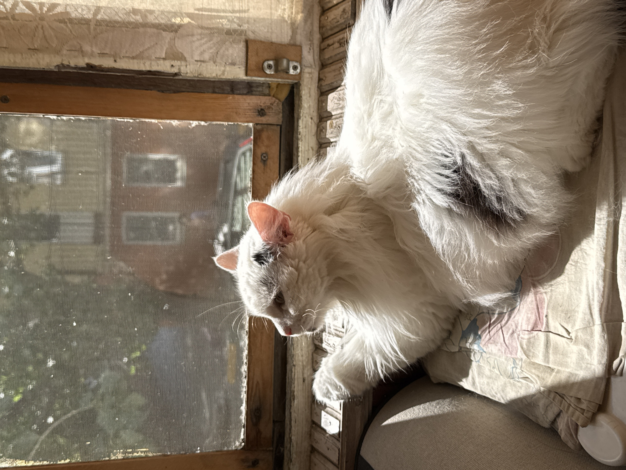 A fluffy white cat with dark patches on its back and head is lying on a patterned blanket by a window. The cat is looking out the window, which has a screen and wooden frame. Sunlight streams through the window, casting shadows on the cat and the blanket. The background outside the window shows trees and buildings, suggesting an urban environment. This scene is likely indoors, in a residential setting within the city of Saratov, Russia.
