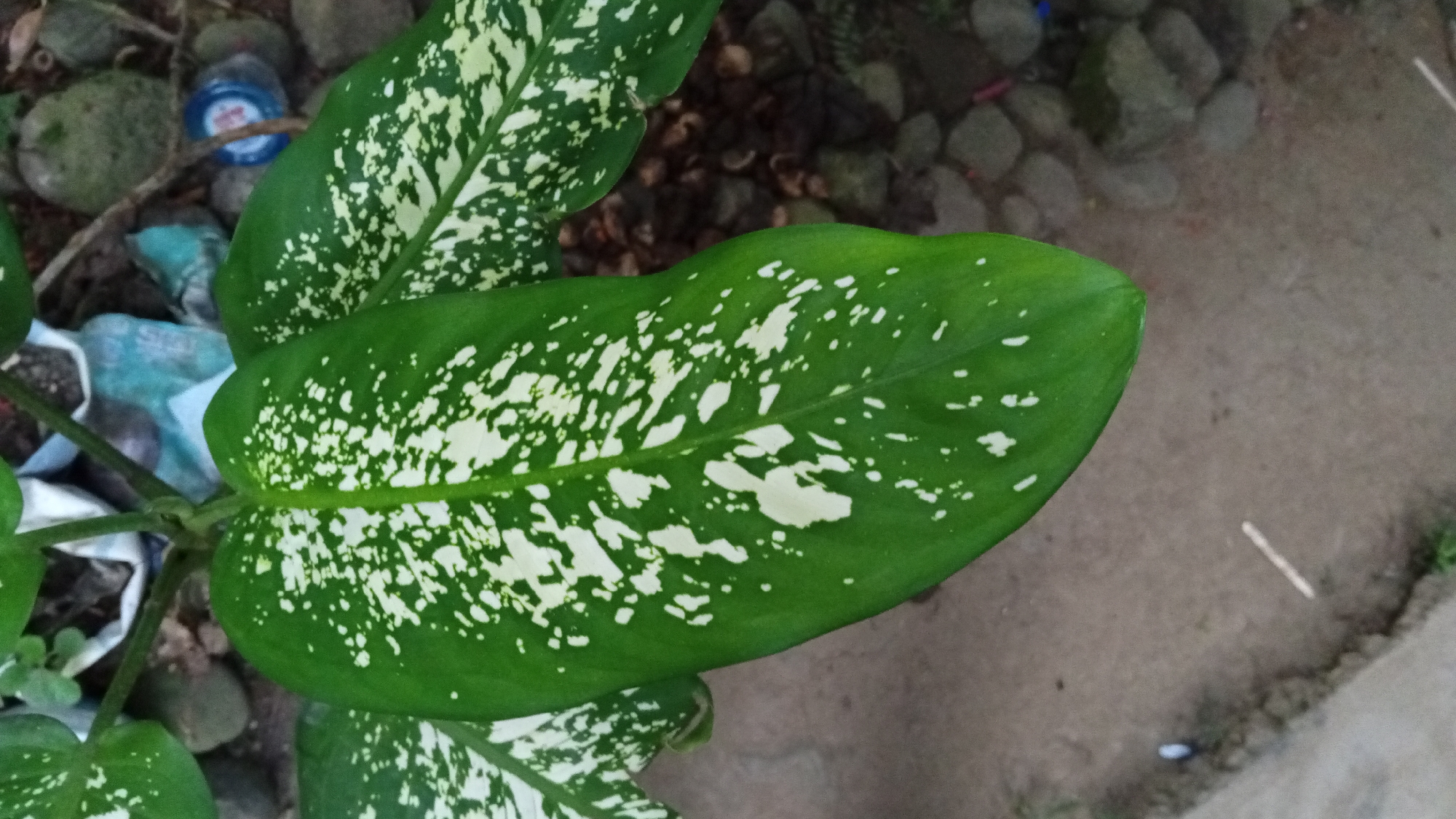 The image shows a close-up of several large, green leaves with white splotches. The leaves are part of a plant that appears to be growing outdoors, possibly in a garden or yard. The background includes rough, grayish-brown ground, some small rocks, and hints of other foliage and what looks like discarded plastic. In the top left of the image, a blue plastic bottle cap is visible amongst the rocks. The lighting suggests it might be daytime, with diffused light, indicating possibly an overcast day or shaded area. There is no visible text in the image. The setting appears to be a simple outdoor environment, potentially a residential area in Palohpanyang, Indonesia, given the context. The focus is entirely on the plant and its patterned leaves.