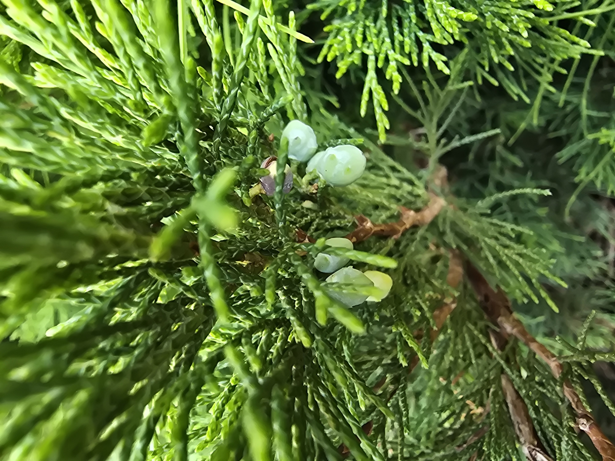 The image is a close-up shot of evergreen foliage, likely a juniper or cypress plant, with several small, round, light green berries visible. The focus is on the intricate texture of the needle-like leaves and the delicate structure of the berries. The background is a blurred expanse of green, suggesting a natural outdoor setting. Without further information, it is impossible to ascertain the specific location in Sofiivska Borshchahivka, Ukraine, as the image lacks any identifying landmarks or contextual clues. There are no people or visible signs of human activity in the frame.