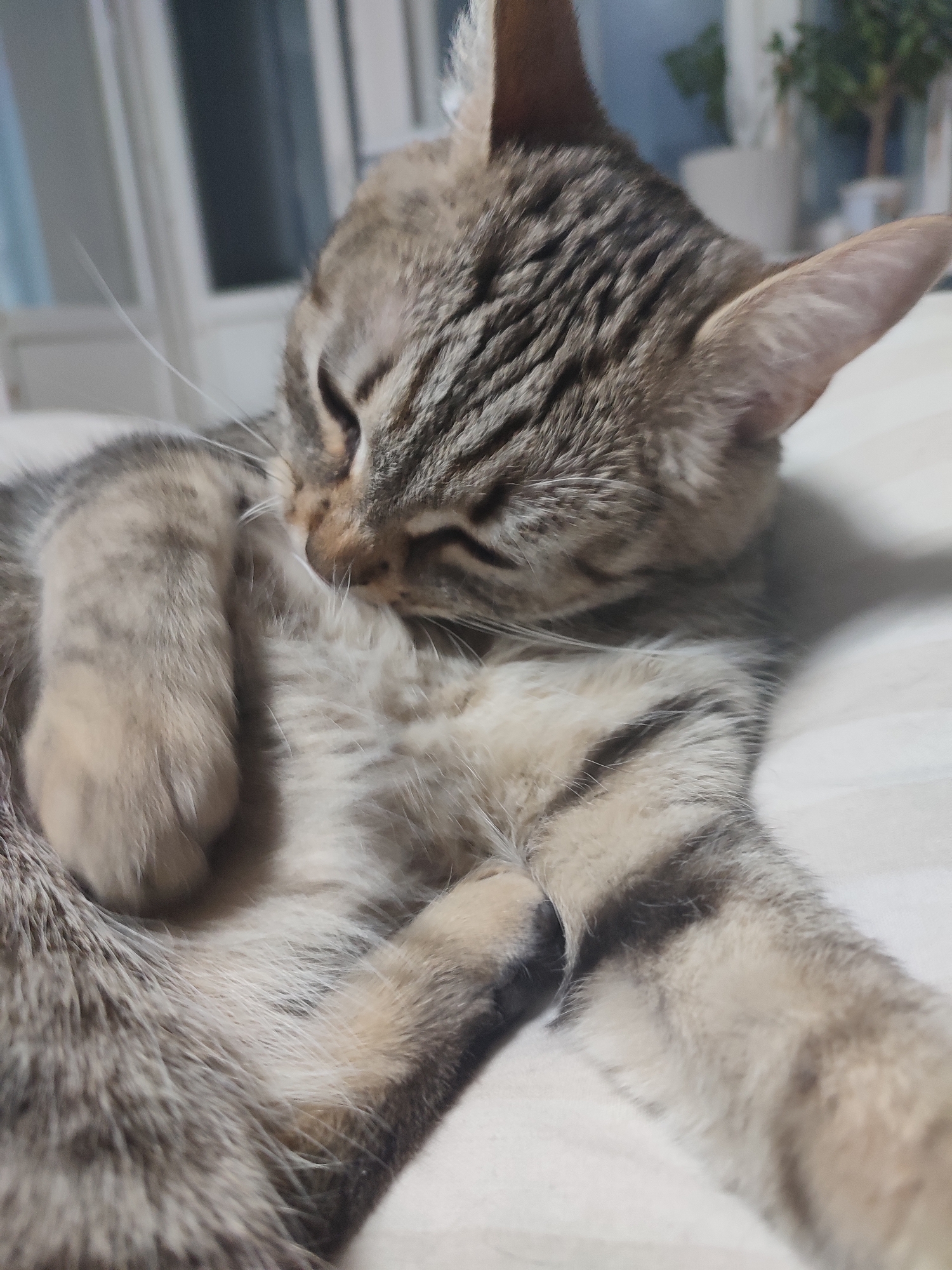 A close-up shot depicts a tabby cat resting on a white surface. The cat has a striped coat of gray and brown. It is curled up, with one paw near its face, seemingly grooming itself. The cat's eyes are closed, suggesting it is relaxed or asleep. The background is softly blurred, revealing a window and a potted plant, indicating an indoor setting.