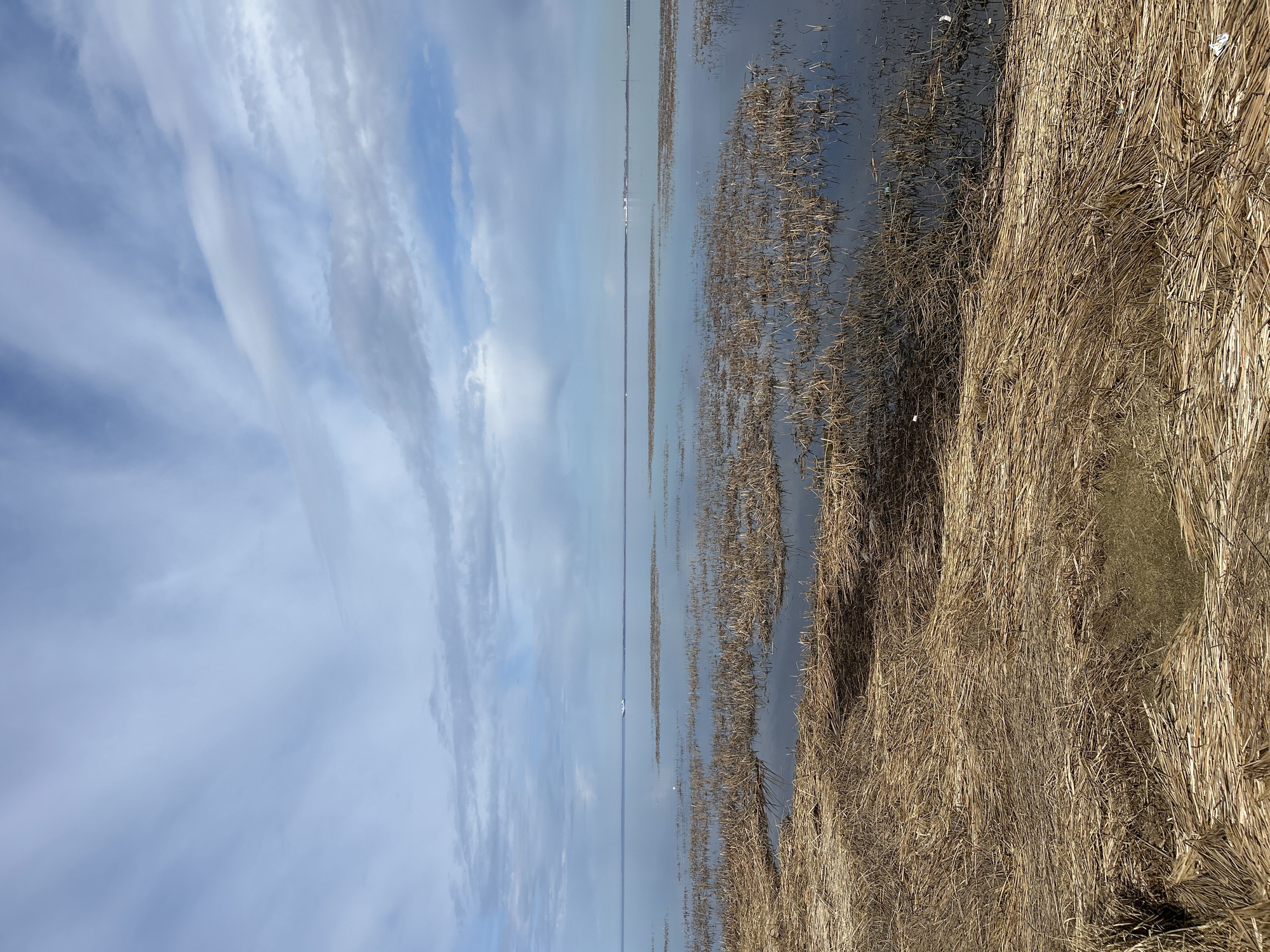 The image depicts a flat landscape divided horizontally between the sky and a body of water bordered by reeds. The sky, on the left, displays streaky clouds of light blue and white. The water, on the right, reflects the sky's colors, appearing grey-blue. Patches of brown, dried reeds are partially submerged in the water, along the water's edge. A layer of similar reeds lines the ground along the water's edge on the right. The location is unknown.