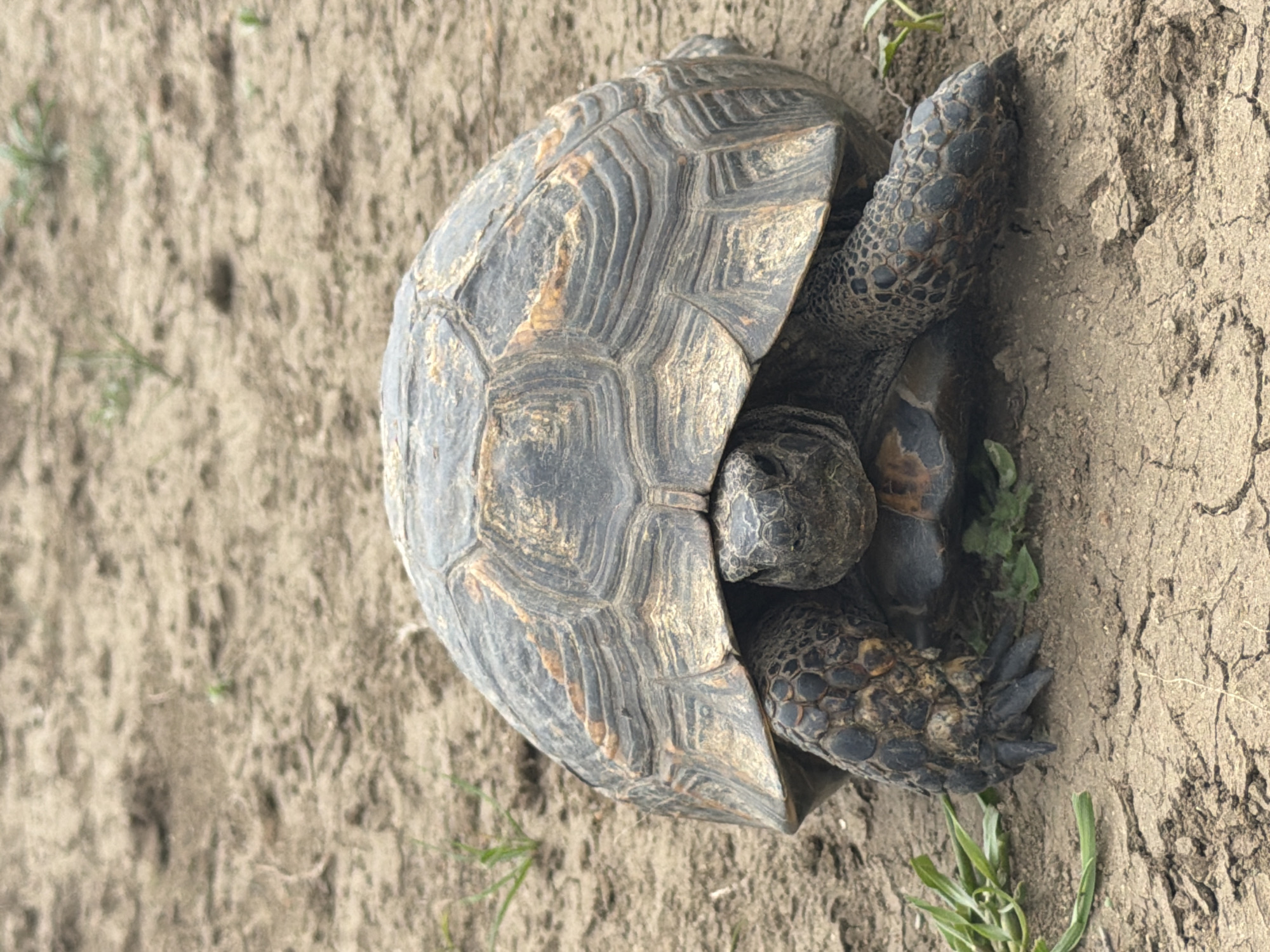 This close-up image captures a terrestrial tortoise resting on a light brown, dry, and somewhat cracked earthy ground in what appears to be a natural outdoor setting in Meore Kesalo, Georgia.
The tortoise is the sole subject, prominently featured with its robust carapace (shell) taking up a significant portion of the frame. The shell displays a distinctive pattern of dark grey and brown scutes, characterized by layered, concentric growth rings and some lighter, sandy-colored streaks, possibly from accumulated dirt or natural coloration. Its head is partially visible, slightly retracted, and its scaly, dark grey limbs are extended, revealing textured skin and dark claws on its feet.
The immediate surroundings consist of dry soil or sand, showing slight variations in texture and some minor cracking. Scattered sparsely across the ground are small clumps of green vegetation, resembling grass or weeds, particularly visible near the tortoise's limbs.
The lighting suggests natural daylight, providing soft, even illumination without casting strong shadows, indicating an outdoor scene during daytime. The tortoise appears still, possibly resting or slowly surveying its environment. There are no human figures, man-made objects, or visible text in the image, emphasizing a focus on the wildlife within its natural habitat.