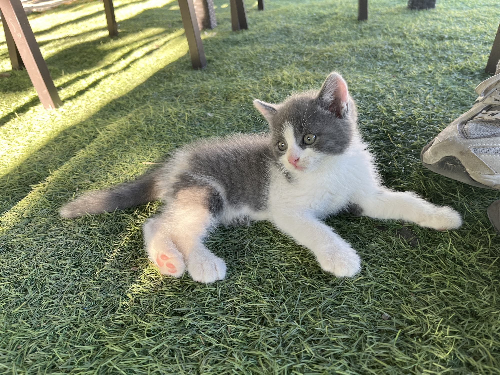 A gray and white kitten lies on artificial grass, looking to the right of the frame. The kitten's body is mostly gray with white patches on its chest, face, and paws. Its eyes are open and green. In the background, there are shadows cast by what appear to be table legs. To the right of the kitten, a person's foot, wearing a gray athletic shoe, is visible.