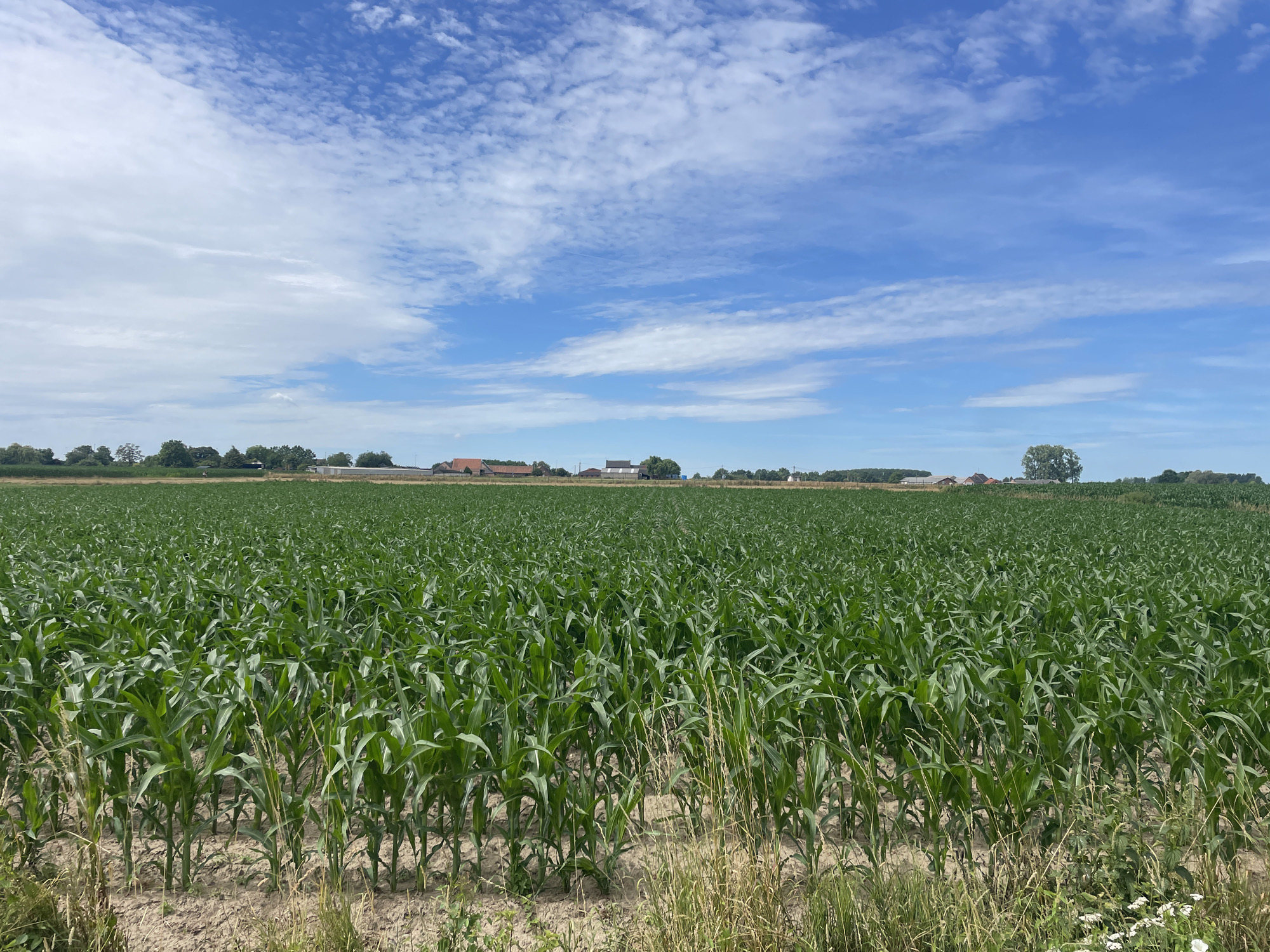 The image depicts a vast, verdant cornfield under a bright blue sky with scattered white clouds. The corn stalks are tall and lush green, stretching towards the horizon. In the background, a line of trees and several buildings, likely farm structures, are visible. The terrain appears to be flat farmland. The photograph was taken on a sunny day, suggesting a temperate climate. The scene is devoid of human presence or any discernible activity. Based on the architectural styles of the buildings and the agricultural landscape, this scene is likely located in a rural area of the province of Limburg, Belgium, possibly in or around the municipality of Diepenbeek, known for its agricultural activities.