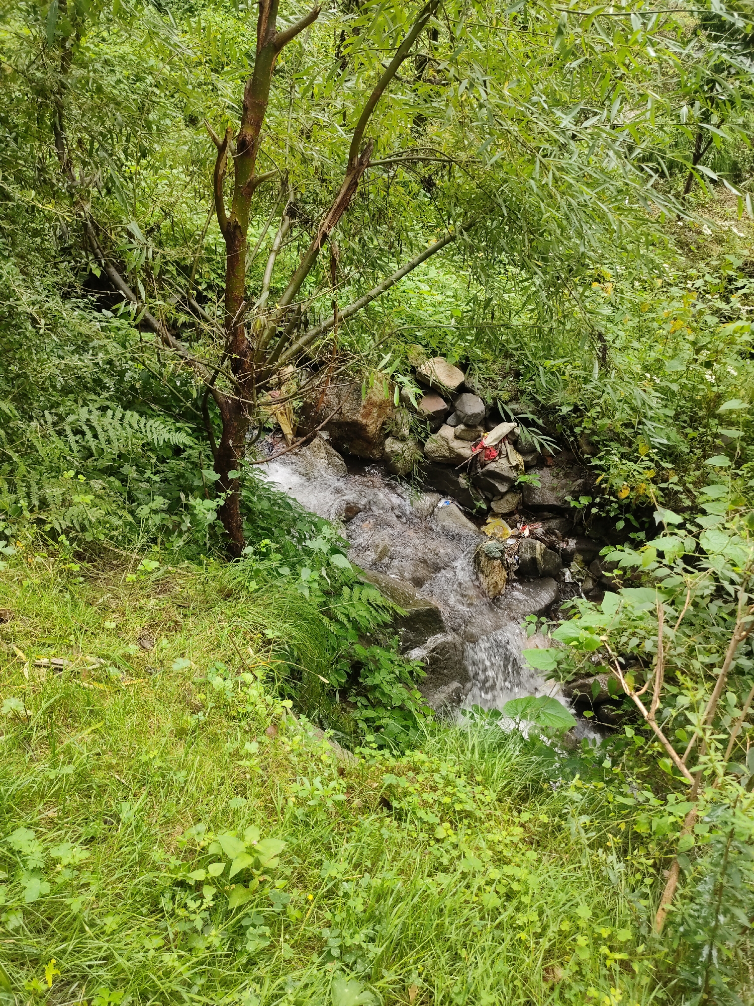 This image depicts a natural scene in the city of Siyal, India. The foreground is dominated by lush green grass and foliage, with a small stream cascading over rocks in the midground. The stream appears to be flowing through a wooded area, with trees and dense vegetation on either side. The water is clear and exhibits a gentle current. Scattered among the rocks and along the stream bank are a few pieces of colorful debris, possibly plastic or fabric, indicating some human presence or waste disposal. The overall impression is one of a tranquil, natural environment with a minor human impact.