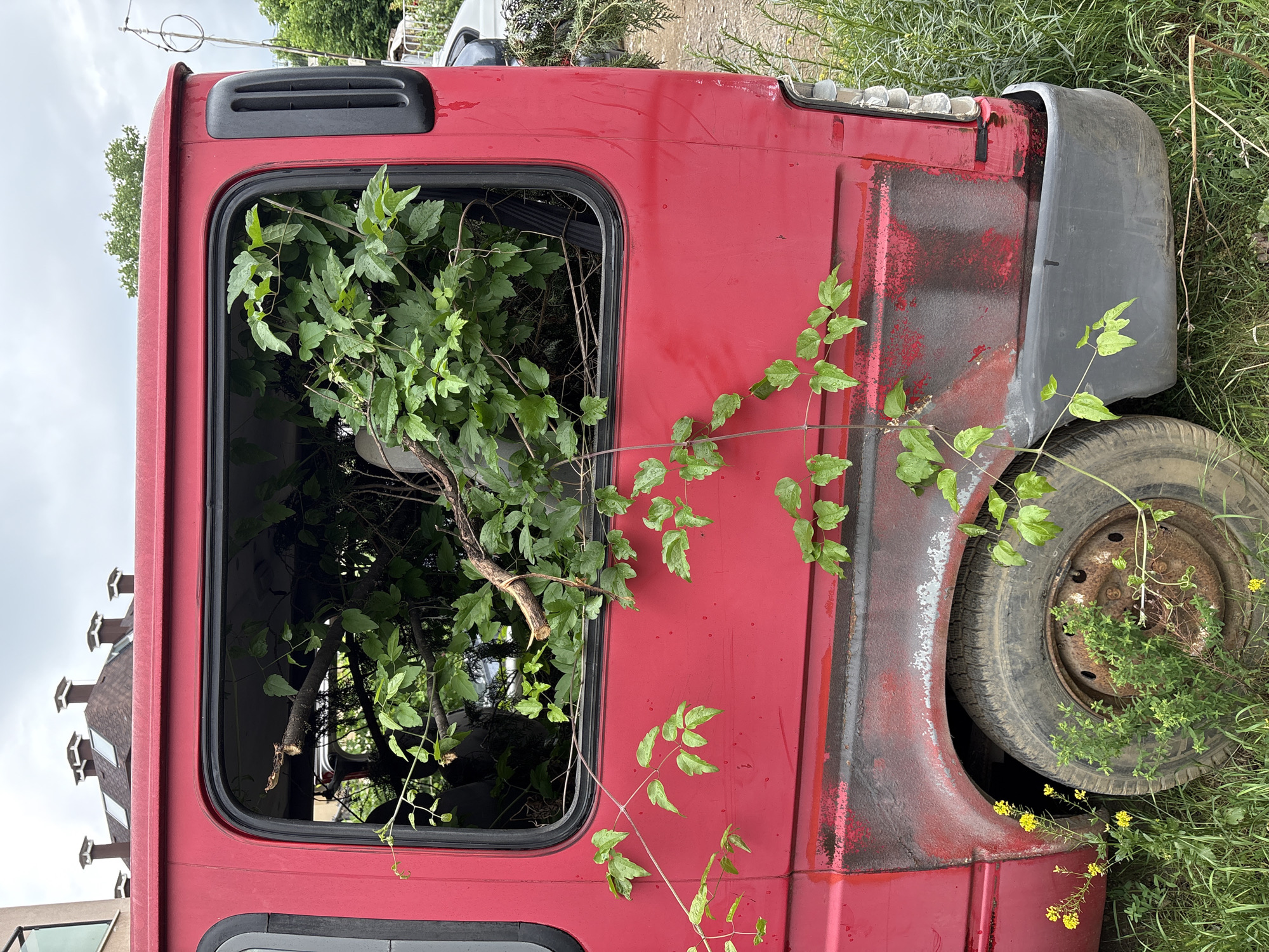 A sideways view of a red, weathered cab of a vehicle, possibly a truck, is overgrown with green vines. The window of the cab is open, allowing vegetation to fill the interior. The cab shows signs of age and rust, with a dirty tire visible. The vehicle appears to be abandoned in a grassy area. The location, Sofia, Bulgaria, is potentially discernible from the architectural styles and context of the surroundings, such as buildings reflected in the window or the types of plants. The sky is overcast.