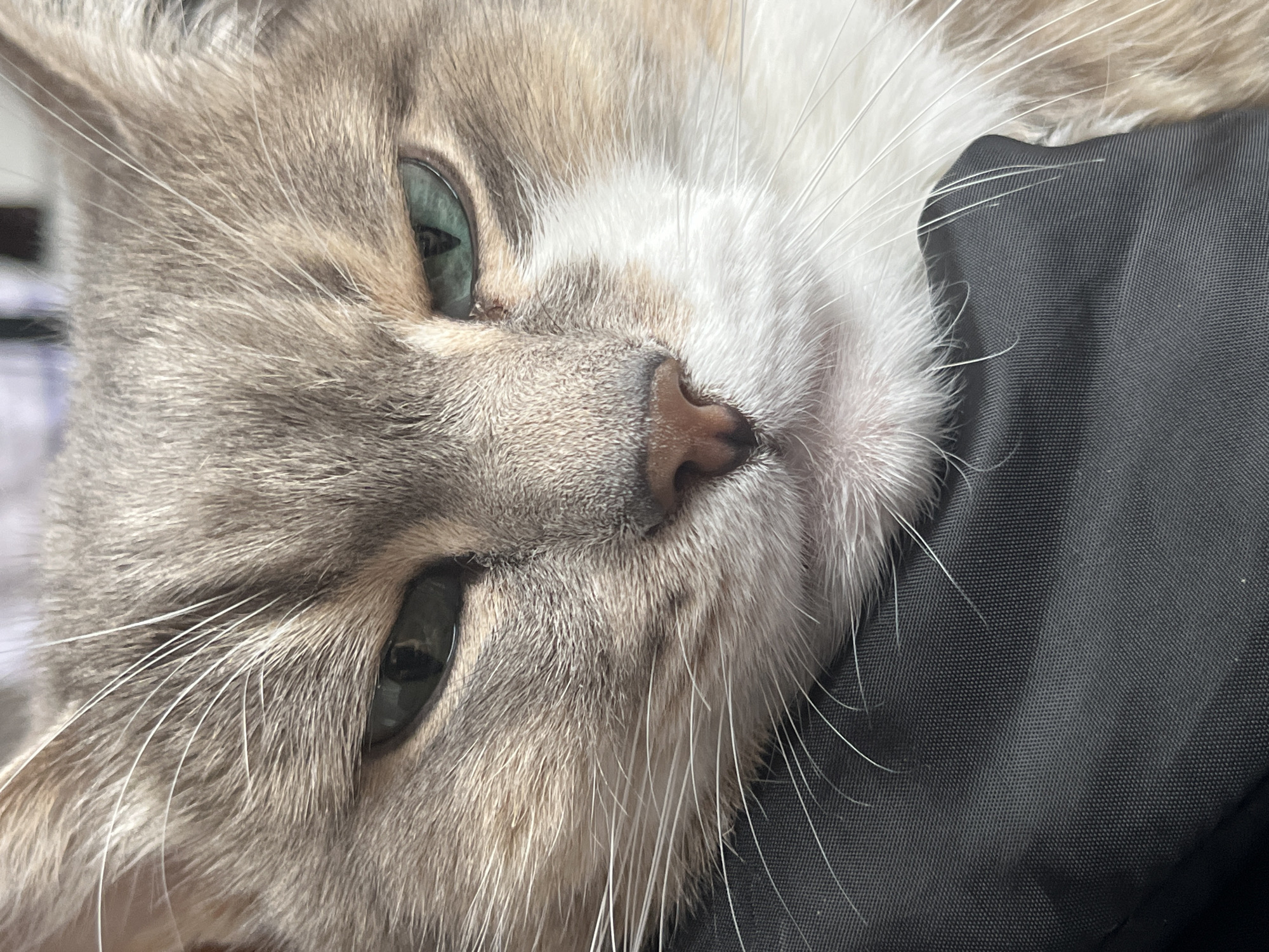 A close-up photograph features a gray and white cat resting against a dark fabric. The cat's head is tilted, with its eyes partially open. The fur is a mix of gray and white, with prominent white whiskers. The nose is a pinkish-brown color. The background is blurred. The image does not contain any elements suggesting a specific location. There is no evidence to suggest the location is in Neftekamsk, Russia.
