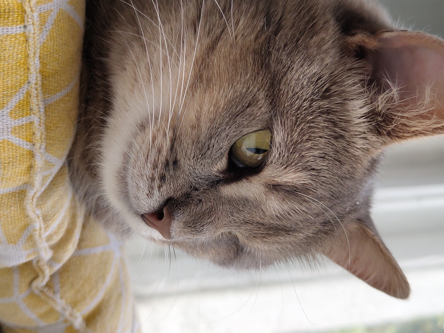 A close-up, eye-level shot shows the face of a tabby cat resting on a yellow pillow. The cat is facing to the right, with its left eye partially closed, giving it a squinting appearance. Its fur is a mixture of grey and brown tabby markings, with white whiskers fanning out from its muzzle. The cat's nose is a soft pink, and its ears are pointed upwards. The pillow has a white geometric pattern against the yellow fabric. The background is blurred and light, suggesting an indoor setting near a window, with a soft, diffused light illuminating the scene.