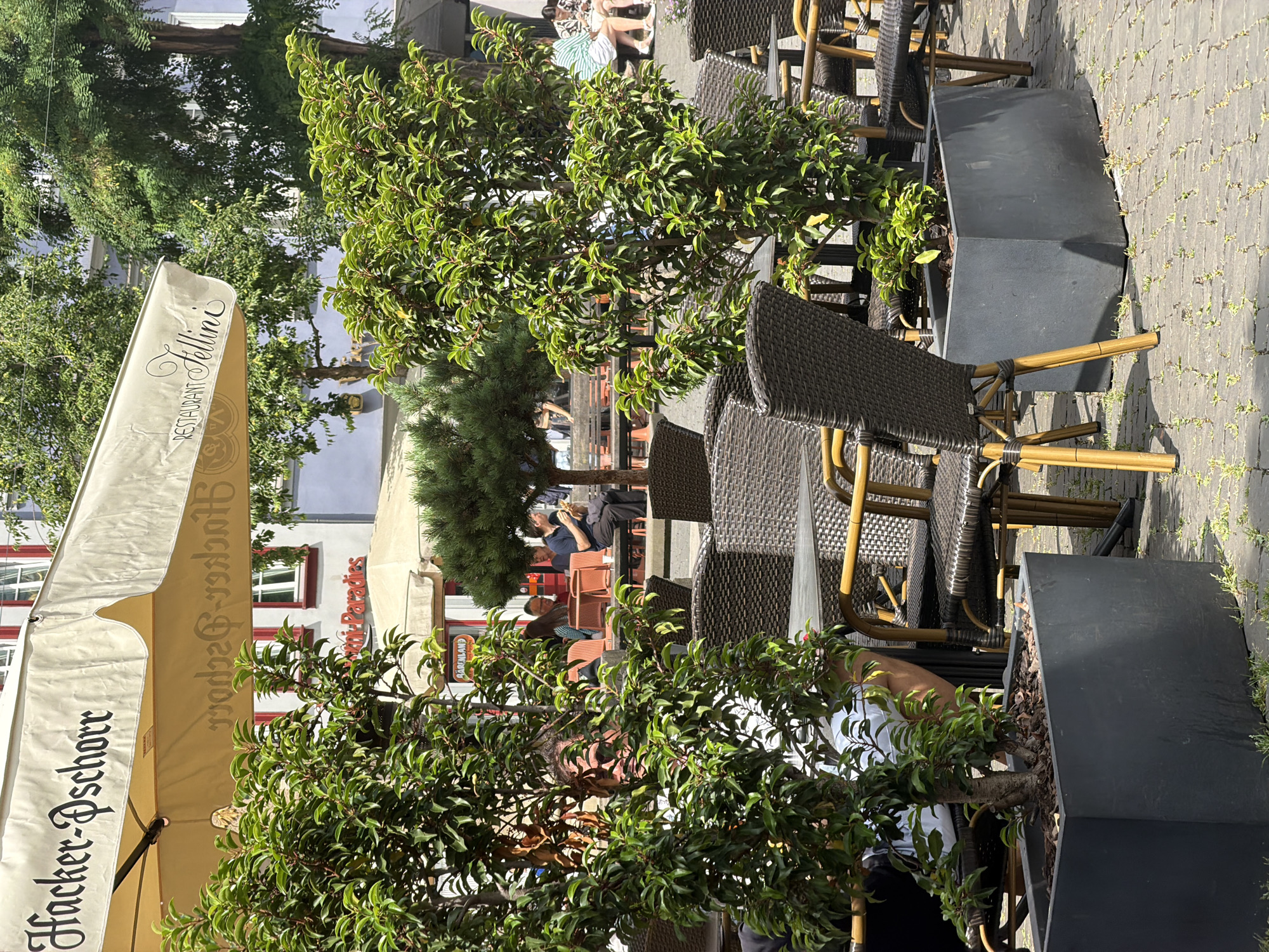 An outdoor seating area of a cafe, possibly in Erfurt, Germany, is depicted on a sunny day. A large umbrella with the text "Hacker-Pschorr" and "Restaurant Tellini" is visible, providing shade. Several tables and chairs, made of dark wicker and with bamboo accents, are arranged on a cobblestone patio. Two large potted trees with dense green foliage stand prominently in the foreground. In the background, a few people are seated at tables, some eating and others conversing. The cafe appears to be situated in a city, with buildings and trees visible in the distance.