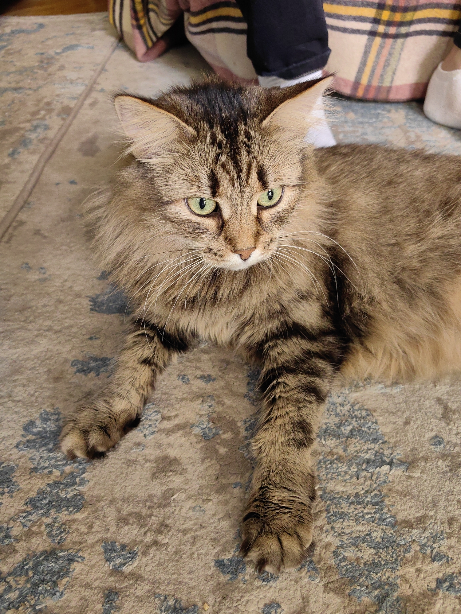 A medium-long haired tabby cat lies on a patterned rug. The cat has green eyes, brown and black striped fur, and long whiskers. The rug has a beige background with blue floral patterns. The cat is facing slightly to the right of the frame. In the background, there is fabric in beige and plaid. The location is not discernable, and there is no indication that the image was taken in Moscow, Russia.