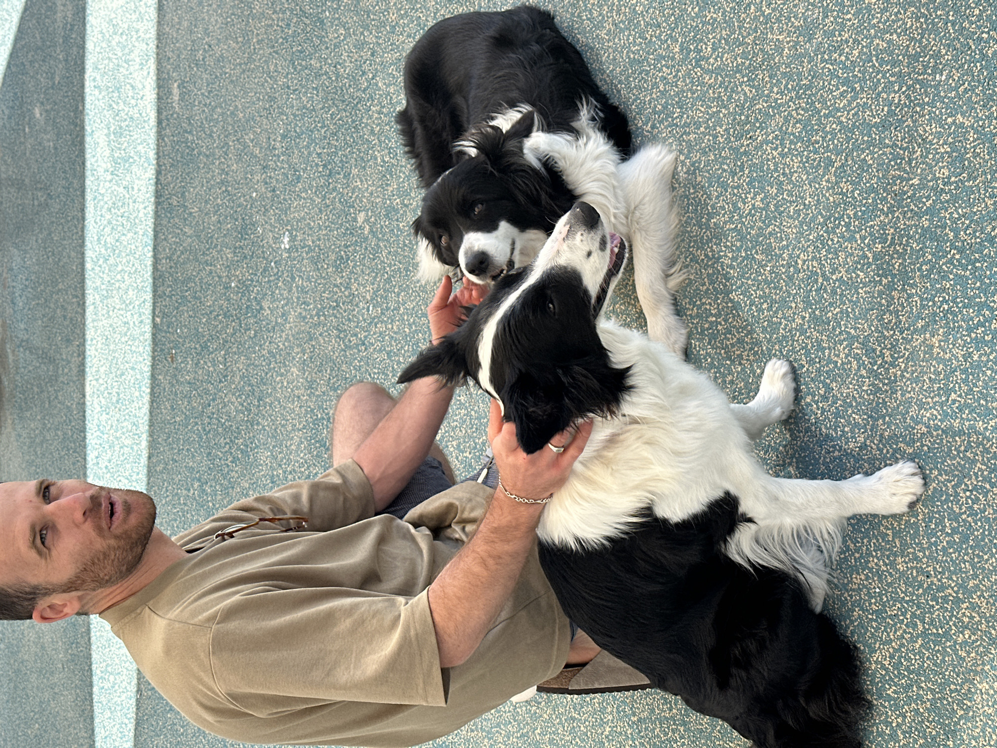 A man sits on blue speckled ground while interacting with two black and white Border Collie dogs. The man has fair skin, short brown hair, and a beard. He wears a tan t-shirt and dark shorts. A silver bracelet is visible on his wrist, and a ring is on his finger. One dog rests behind the other, with the front dog looking up at the man, its mouth slightly open. The ground has a blue and white speckled pattern. The location appears to be an outdoor area, possibly a public space, but without further context, it's impossible to confirm it being in Tel-Aviv, Israel.