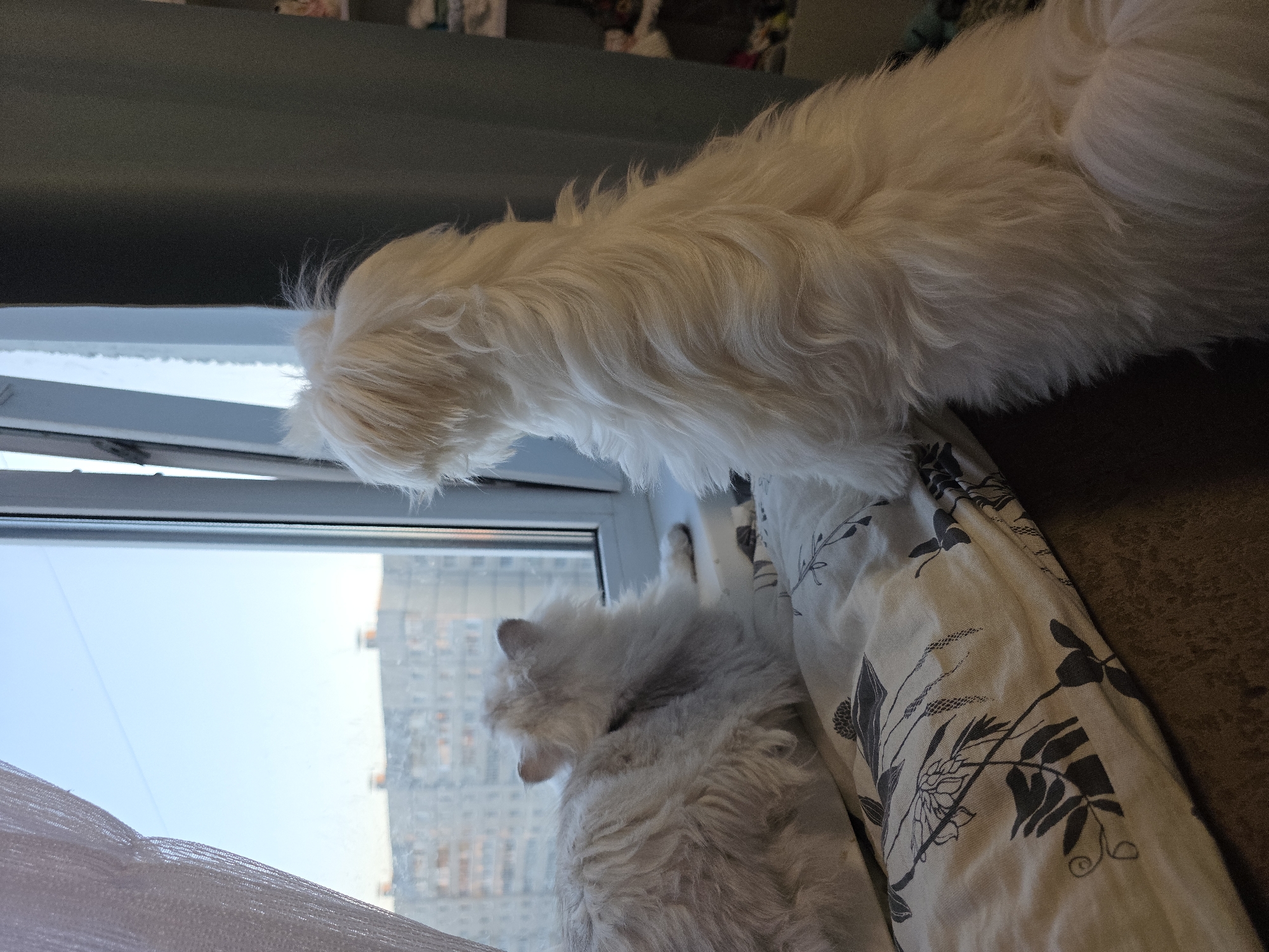 Two white dogs are looking out a window in Novocheboksarsk, Russia. The dog on the left is a fluffy white cat with its back to the camera, resting on a patterned blanket. The dog on the right is standing on all fours, facing away from the camera and looking out the window. The window overlooks a residential area with apartment buildings. The sky is clear and blue. The overall scene is peaceful and domestic.
