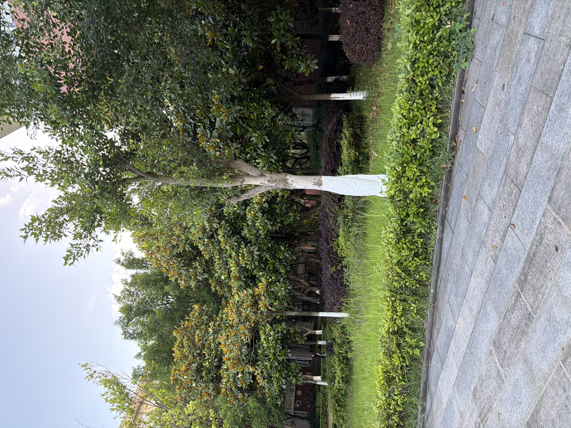 The image depicts a green space in the Chongqing High-tech Zone, China. Several trees with green foliage and white-painted trunks are visible. In the background, there is a building partially obscured by the trees. A sidewalk composed of grey paving stones runs along the right side of the image, separated from the greenery by a low hedge. Green grass and various shrubs fill the spaces between the trees. The sky is pale blue with some cloud cover. There is a person crouched on the other side of the trees.