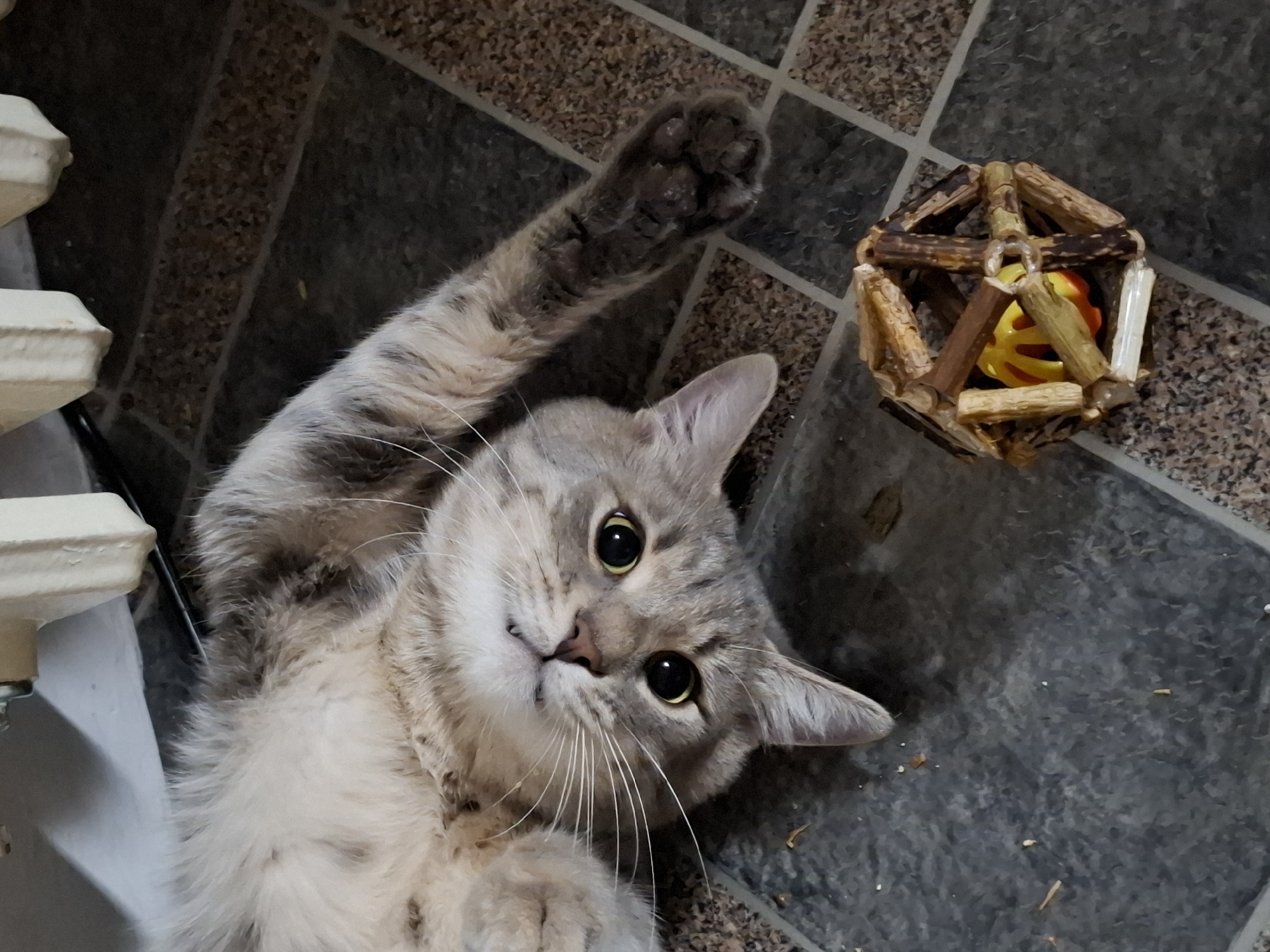 A domestic cat lies on its back on a tiled floor, with one paw raised in the air. Next to the cat is a wooden ball toy with a colorful object inside. Part of a white radiator is visible in the left corner. The location is unknown, the city of Novi Sad is not readily discernible from the image.