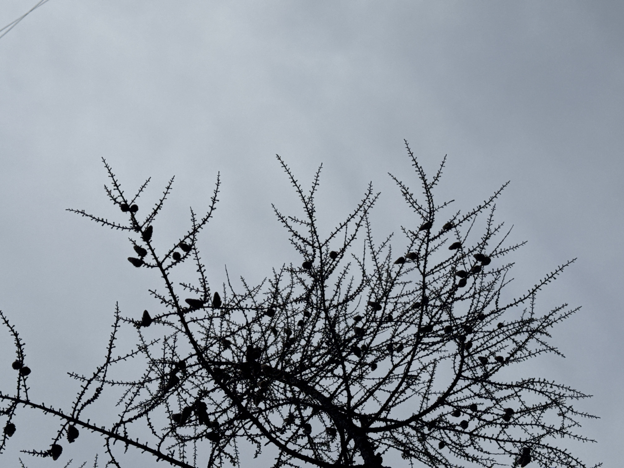 A low-angle, monochromatic shot depicts the silhouette of a tree against a cloudy sky. The tree's branches are bare and covered with pine cones or similar seed-bearing structures. The sky fills a significant portion of the frame. The location appears to be outdoors, with no immediate identifying features suggesting a specific location in the city of Unknown, Unknown.