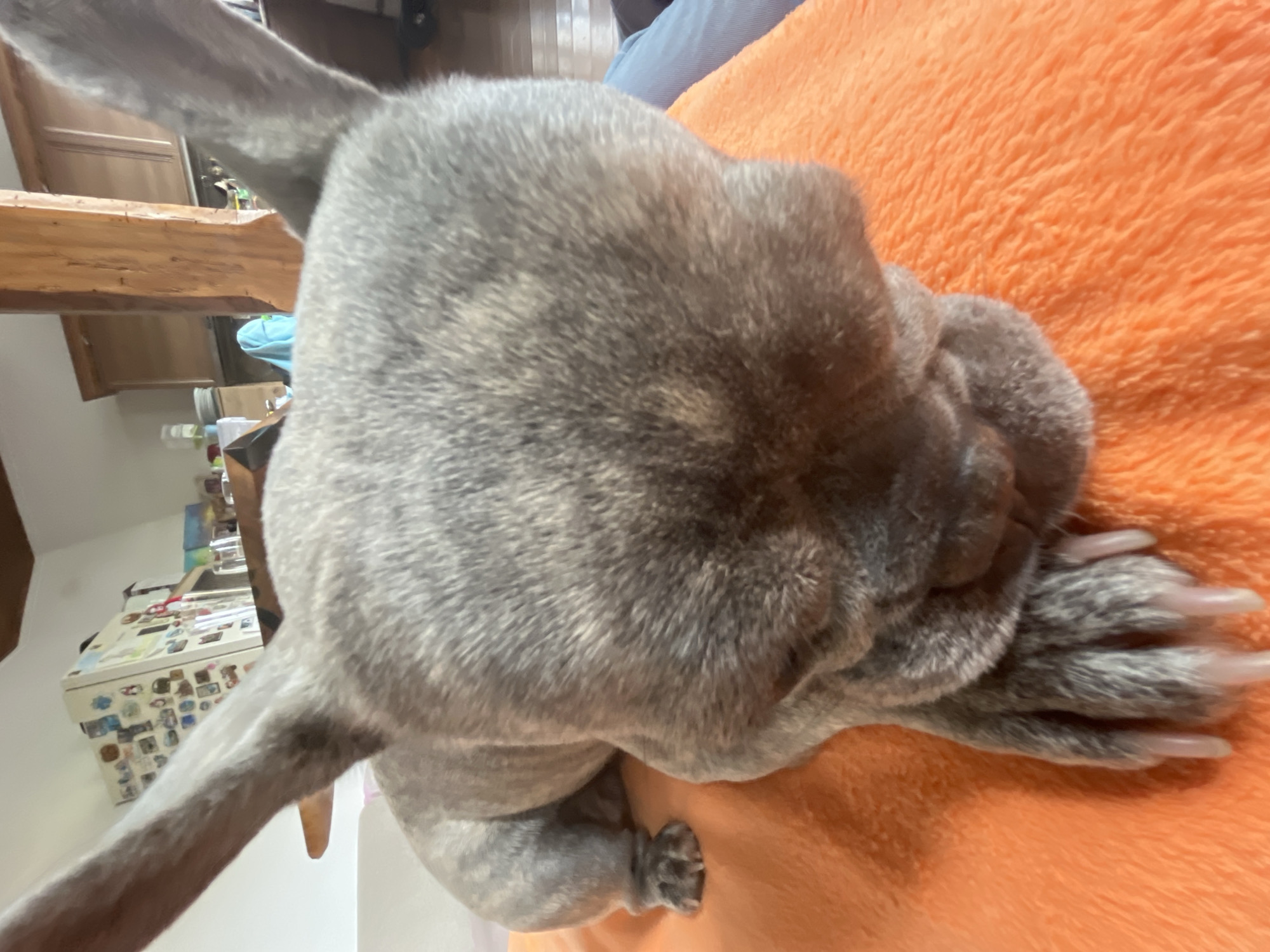 A high-angle, slightly tilted photograph captures a grey brindle dog resting on a vibrant orange, fluffy blanket or cushion. The dog, likely a French Bulldog, is viewed from above and behind, with its head turned to the right and resting on its front paws, which are tucked underneath. Its short, mottled grey and lighter grey/white fur is clearly visible across its back and legs. The dog's claws on its front paws are long and prominent.
The orange blanket forms the immediate setting for the dog. In the background, to the left, a horizontal wooden beam is visible. Below the beam, there are hints of a domestic interior, possibly a kitchen, with light-colored cabinets or shelves holding various household items. Further to the left and rear, a white appliance, likely a refrigerator, is extensively decorated with numerous small magnets or stickers. A small section of blue fabric is also visible behind the dog's head. The lighting suggests it is daytime. The scene conveys a calm, indoor atmosphere. No text is visible in the image.
