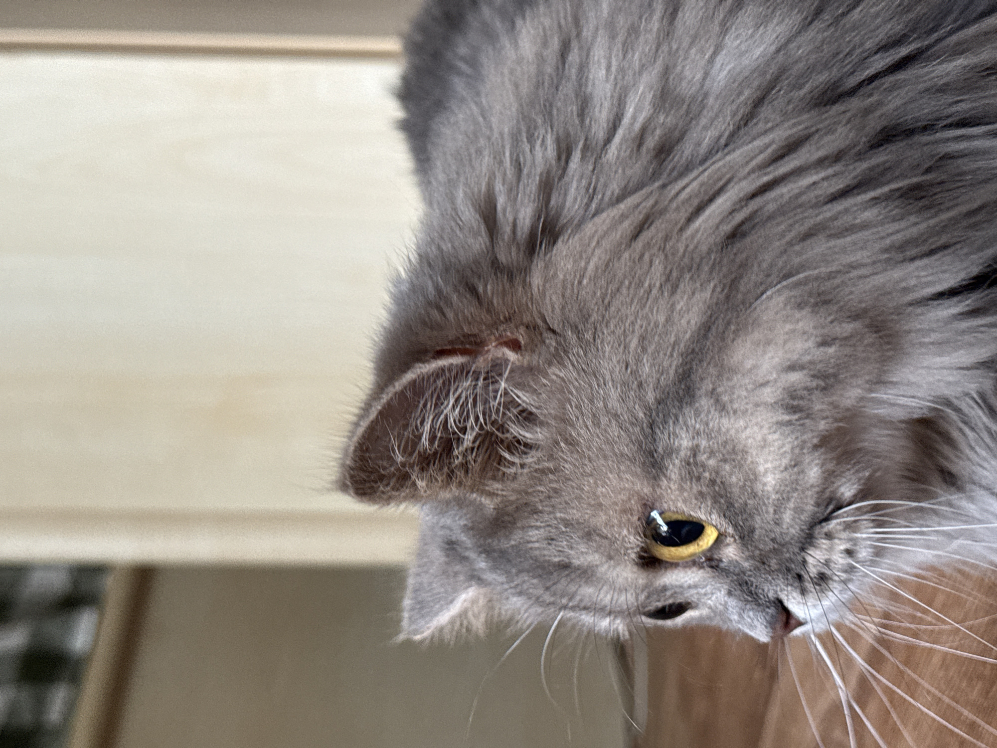 The image shows a close-up, side profile of a fluffy, gray cat with bright yellow eyes. The cat's fur is long and soft, with a slight wave pattern visible on its back. Its whiskers are long and white, fanning out from its muzzle. The cat's ears are pointed and alert, with fine hairs visible inside. The background is out of focus, appearing to be an indoor setting with neutral-colored walls and a wooden floor. There are no people or specific landmarks visible that would indicate a location in Raivka, Ukraine. The image is a still photograph.