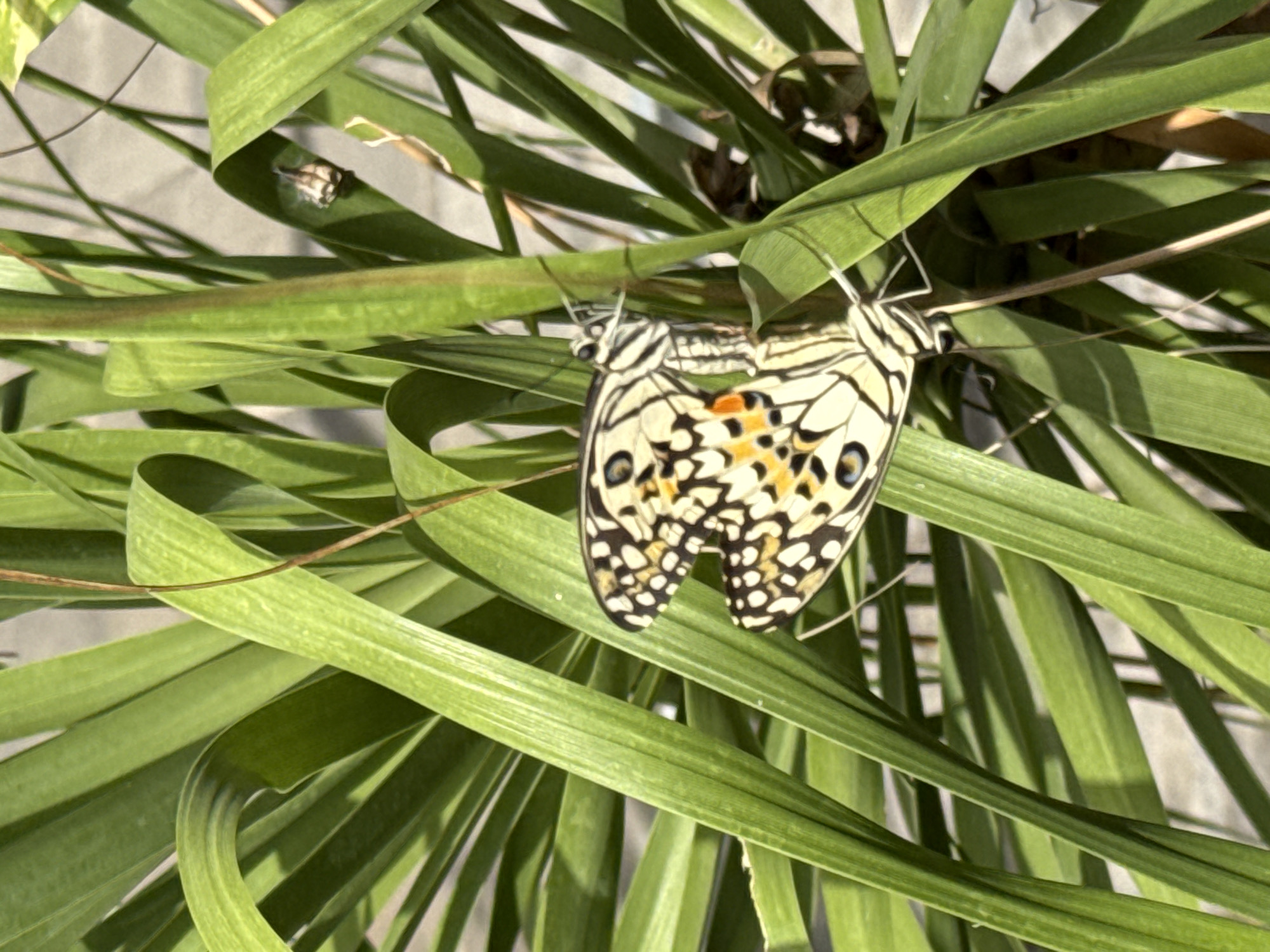 Two butterflies are mating amidst lush green foliage. The butterflies have patterned wings in shades of black, white, yellow, and orange. The image is captured outdoors, likely in a garden or natural setting, given the presence of dense green leaves and what appears to be a wall or pavement in the background. The lighting suggests it is daytime, with sunlight casting shadows. The overall impression is one of nature and insect life. No specific location in Denpasar, Indonesia, can be determined from the visual information alone.