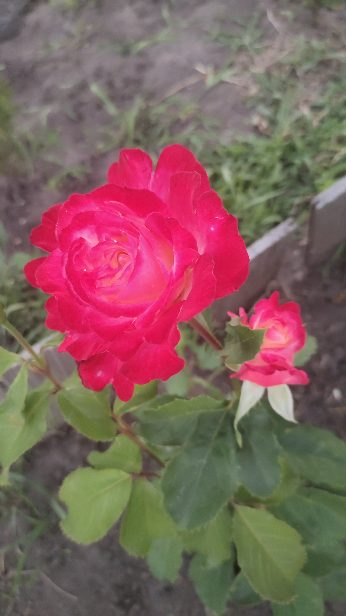 This media file features a close-up of two pink roses in a garden. The primary rose, in the foreground, is large and fully bloomed with vibrant pink petals tinged with yellow towards the center. It is positioned on the left side of the frame. Behind and to the right of the main rose, a smaller, partially opened pink rose is visible. Both roses are surrounded by green leaves and stems. The background is blurred, showing dark soil and hints of green grass or other vegetation, suggesting an outdoor setting. A pale gray border, possibly the edge of a garden bed or planter, is visible in the upper right corner. The lighting suggests it is daytime, with natural light illuminating the flowers. The scene evokes a sense of natural beauty and tranquility, typical of a garden. No people, text, or specific events are depicted. The location context provided is Айдарово, Russia.